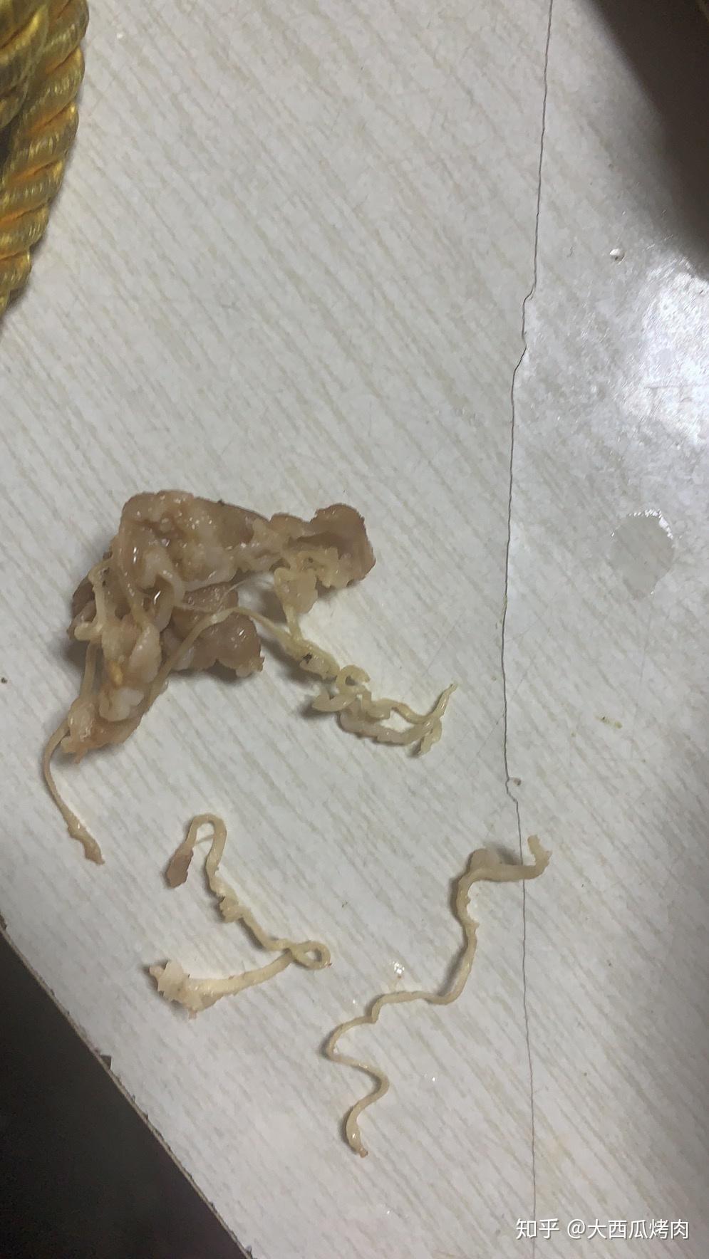 羊肉片里有白色线状东西是寄生虫吗,能吃吗,? - 知乎