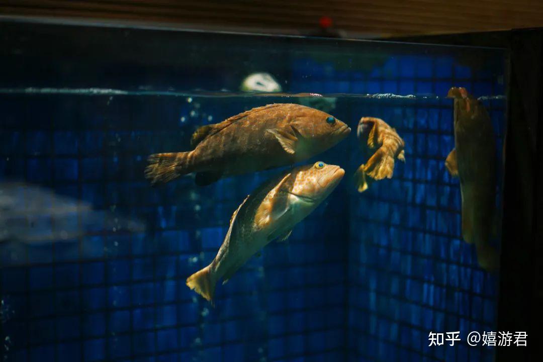 浙江临海:从人均50吃到人均1000,去打卡新荣记元宇宙