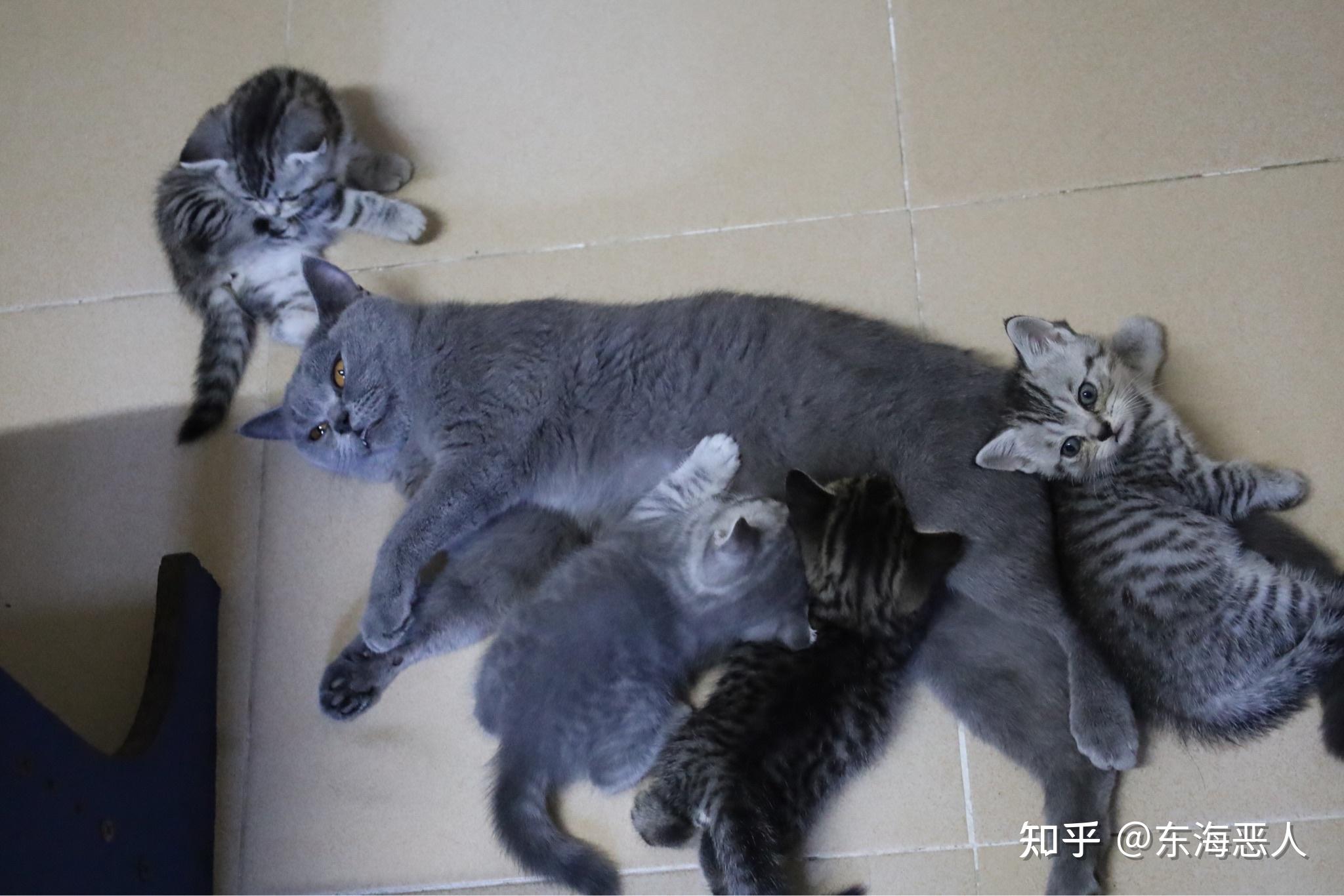 美短和英短杂交好看吗?养猫的来戳戳 - 知乎