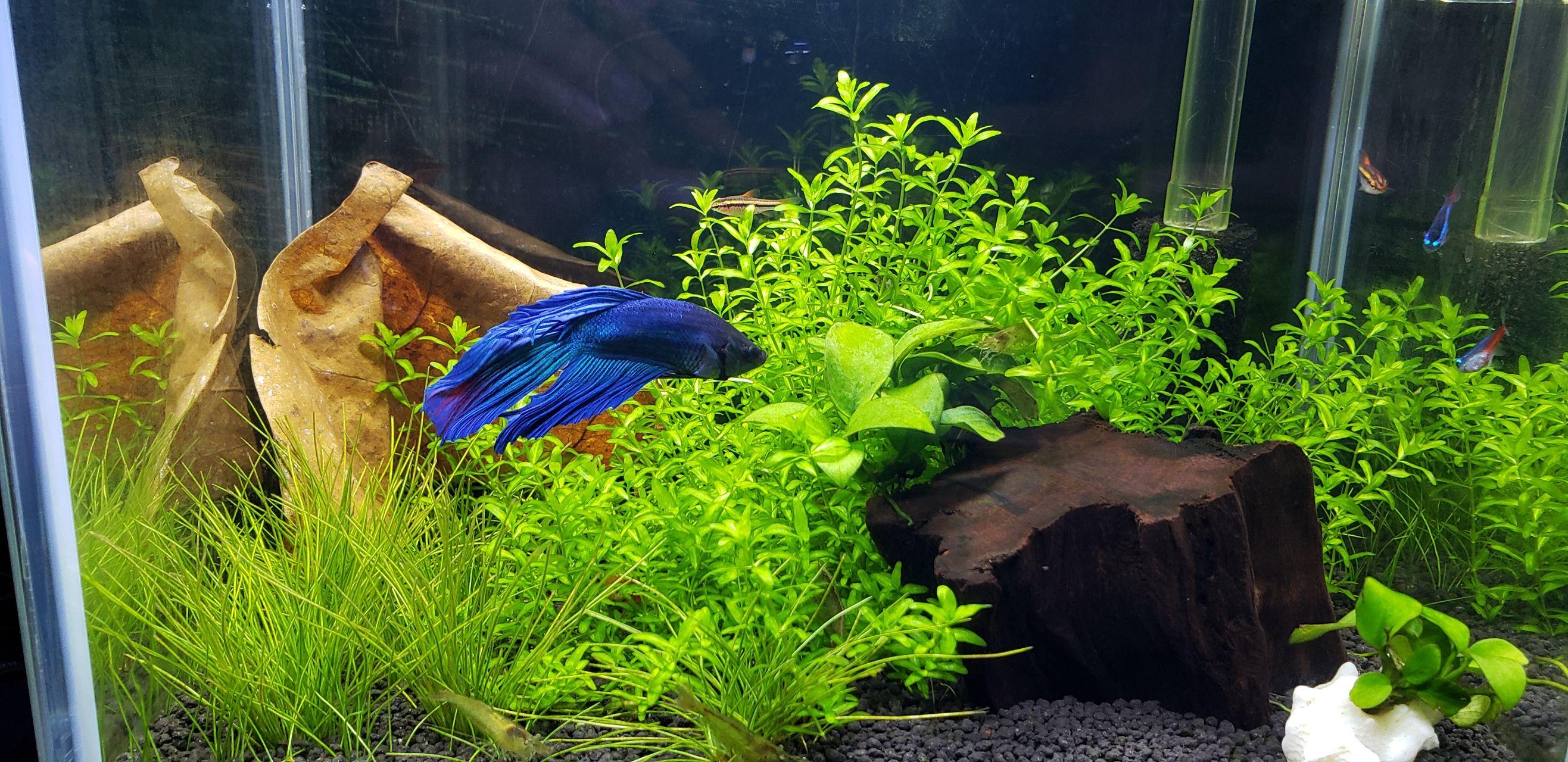 泰国斗鱼鱼缸适合造景么如果可以的话有什么好的造景方案