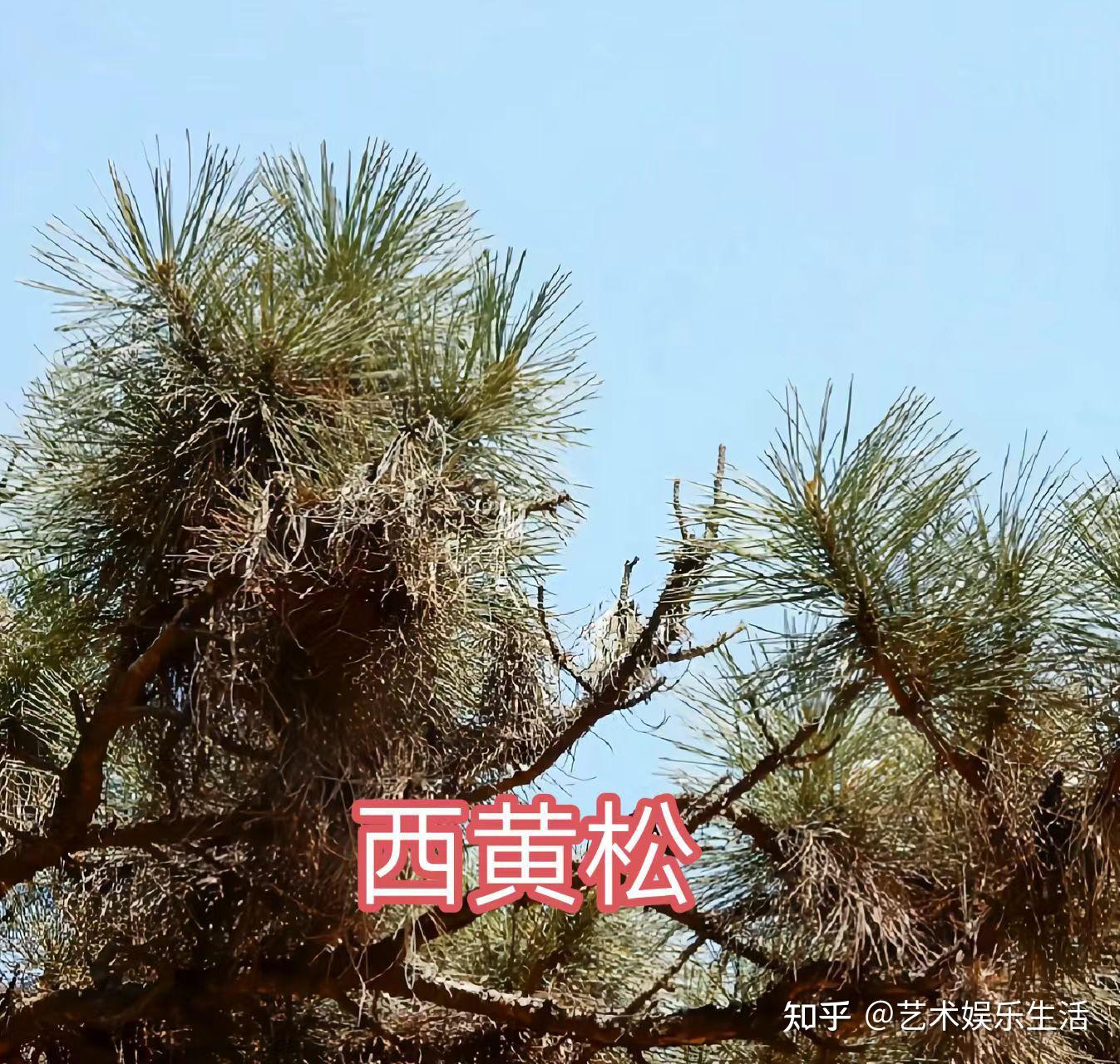 215种松科植物,最长寿的狐尾松已经活了4800岁 - 知乎