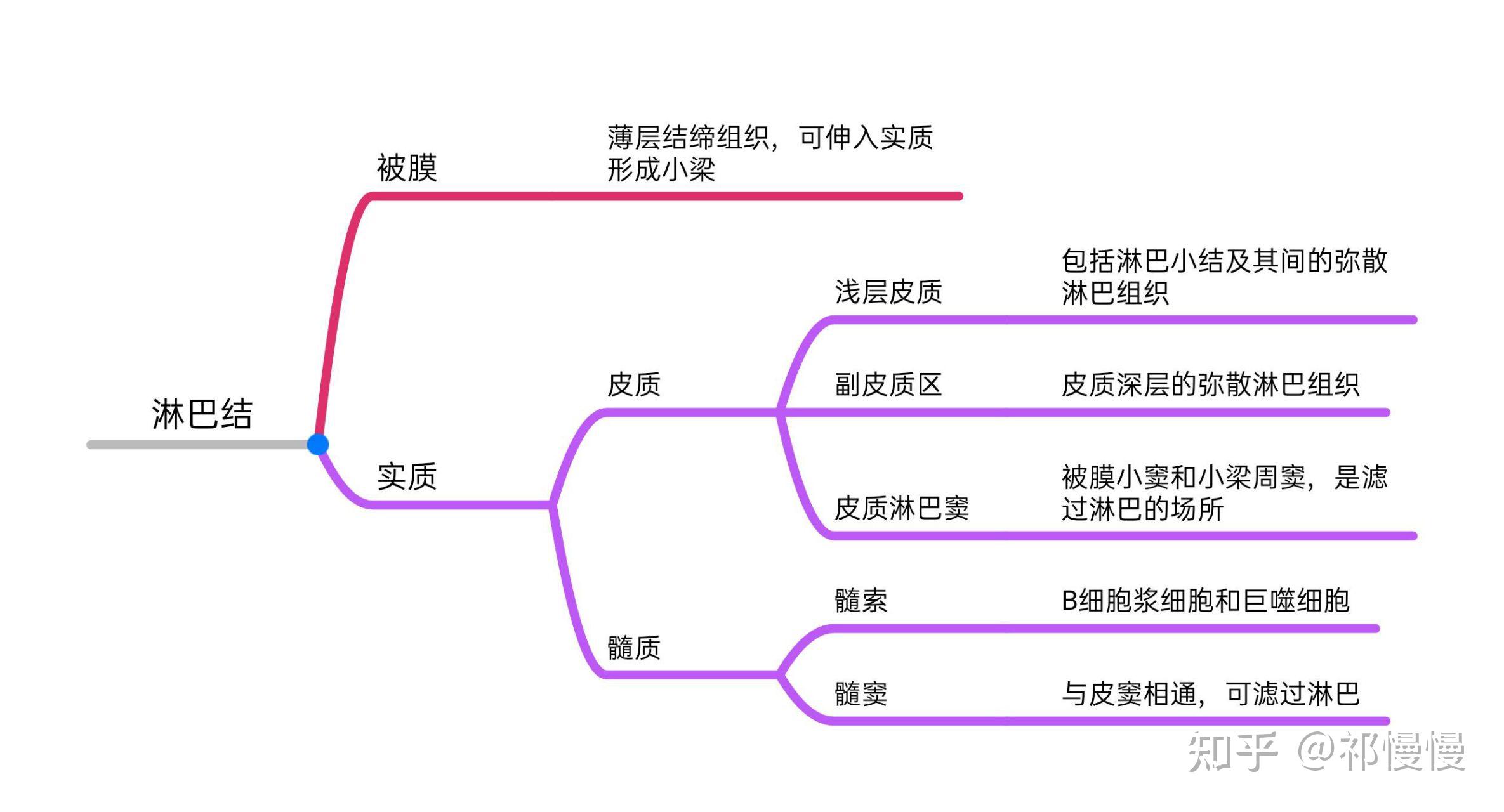 组胚思维导图上皮组织图片