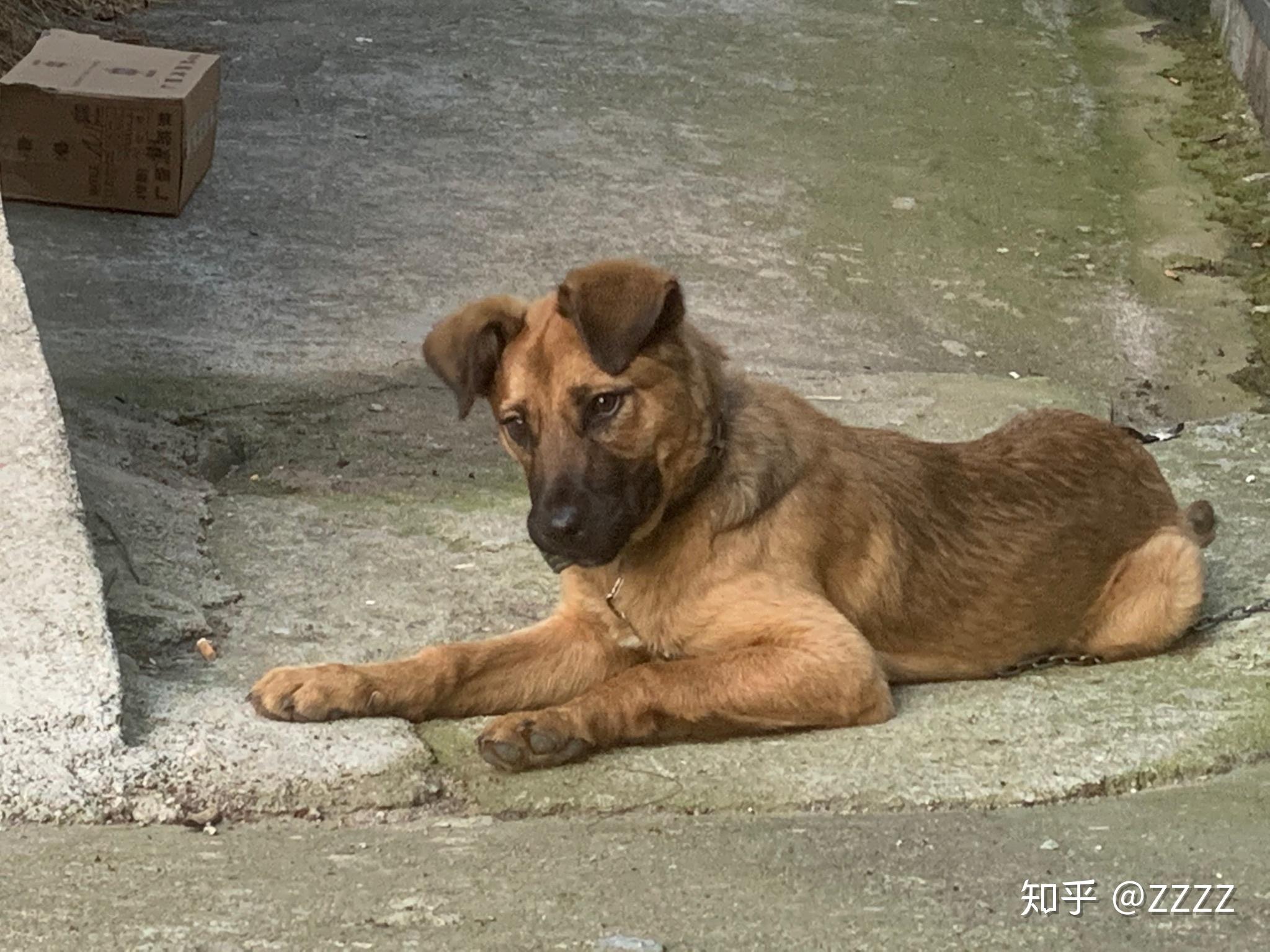 这是什么品种的狗