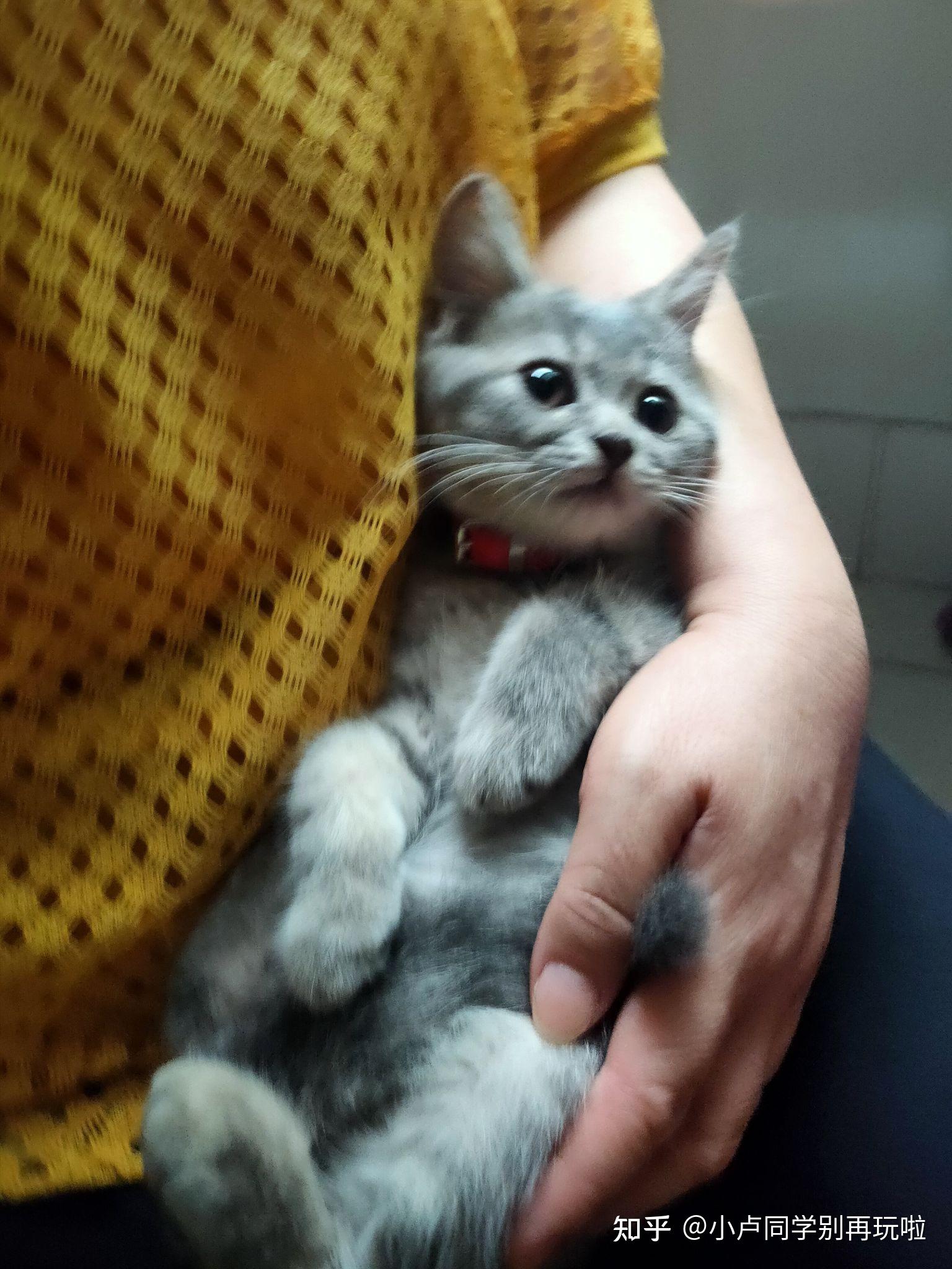 灰色狸花猫罕见吗? - 知乎