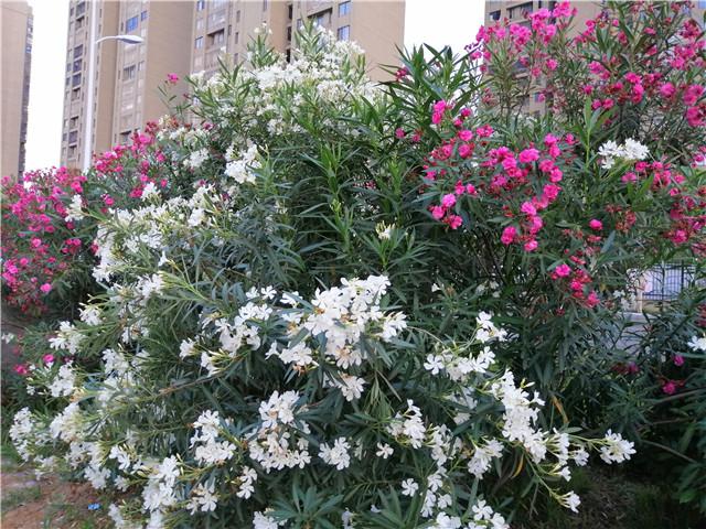 夹竹桃盛开的季节 只可远观不可亵玩 特别是有孩子的注意了 知乎