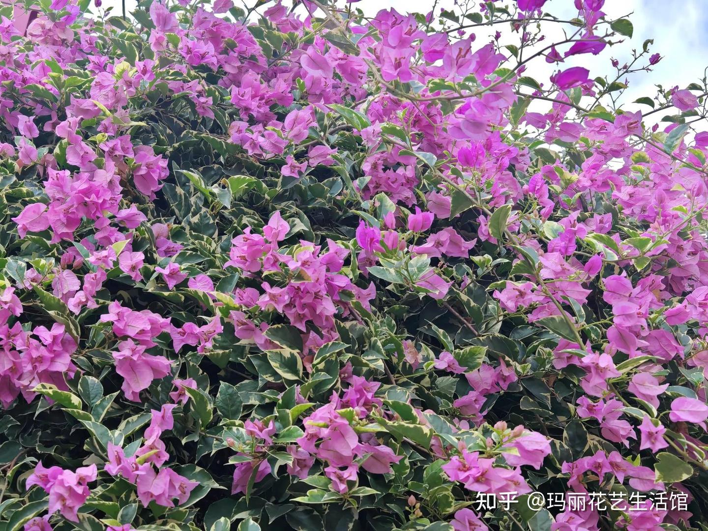 银边浅紫三角梅勤花吗?花友:超勤花,花量大,太美了 - 知乎