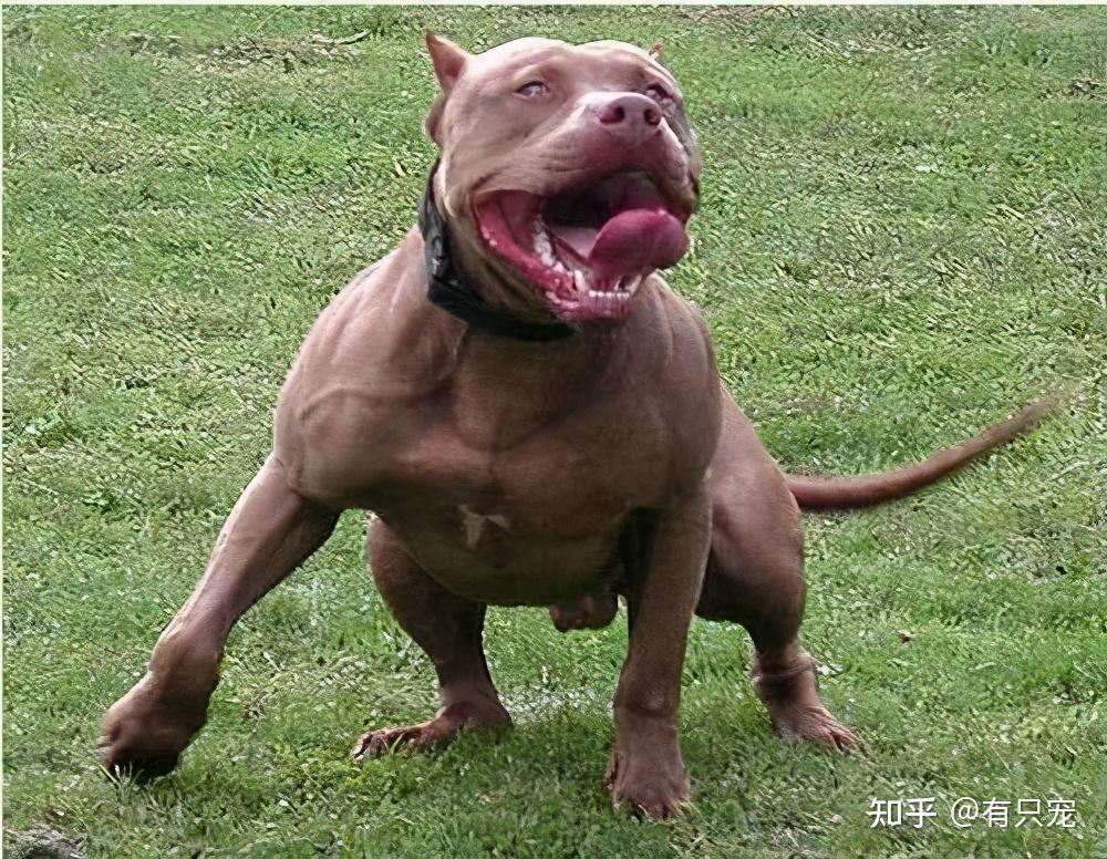 聊一聊烈性犬这些知识你都知道吗一起涨姿势