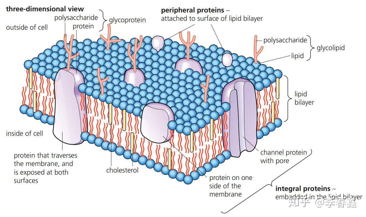 胆固醇在细胞膜中的作用是调节磷脂层的流动性(flexibility)