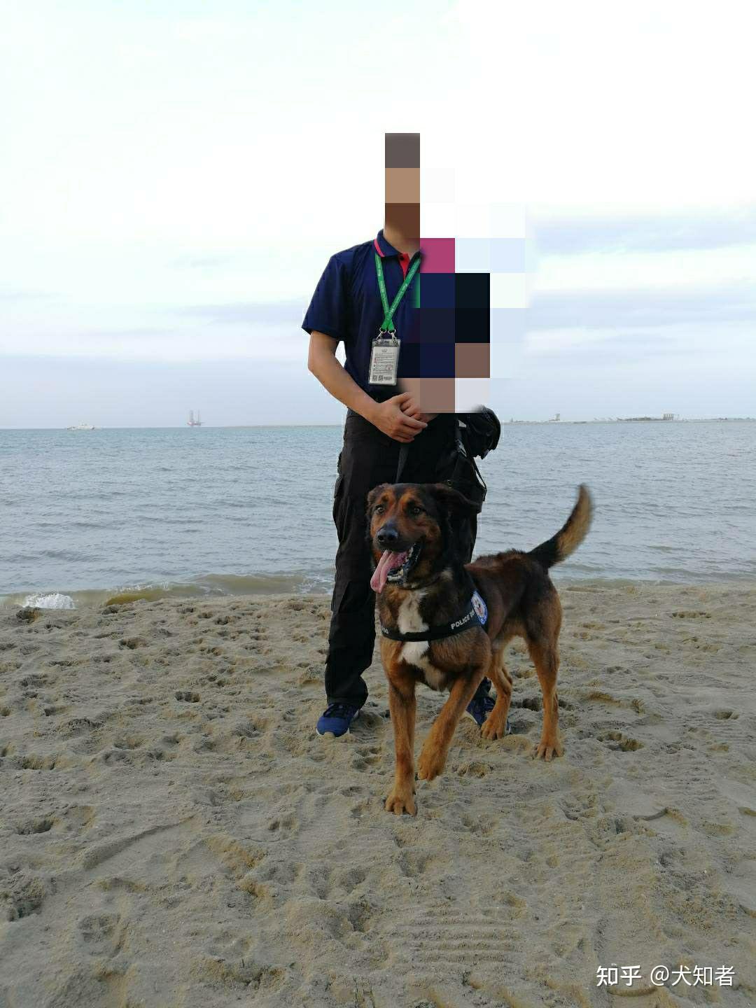 马犬和史宾格杂交出来的应该算啥品种,每次出门遛狗被问这个问题也不