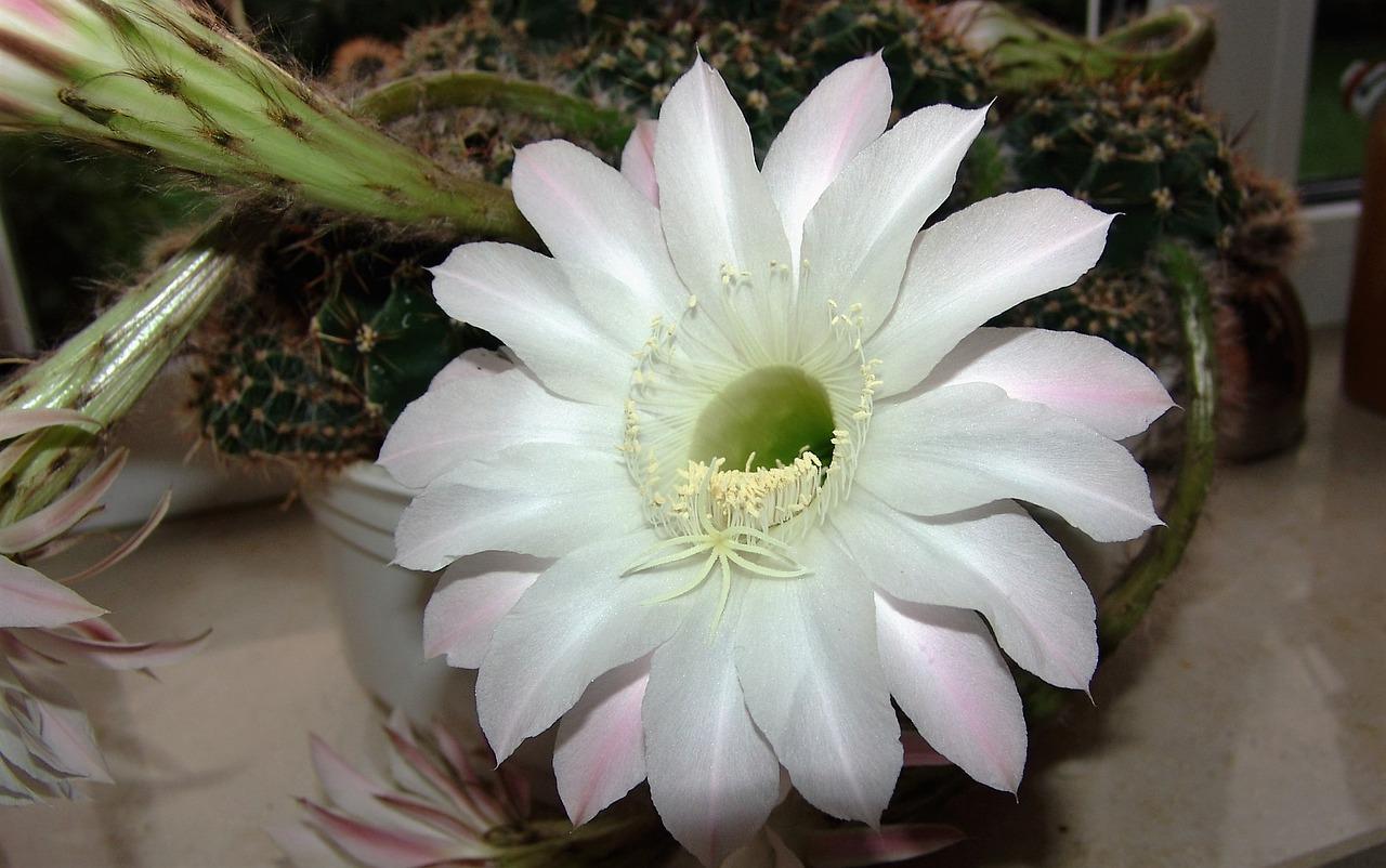 2. 景观阳台视野