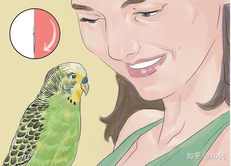 怎么教鹦鹉说话好 v2-6f473c8cdde8241917d8eb9daad44d27_r.jpg