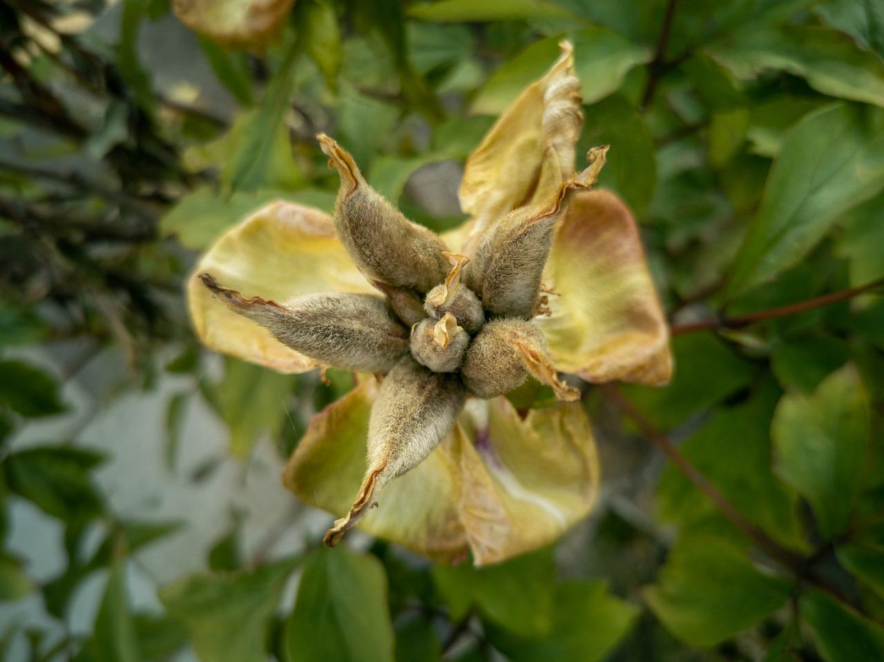 3. 吸湿除味植物