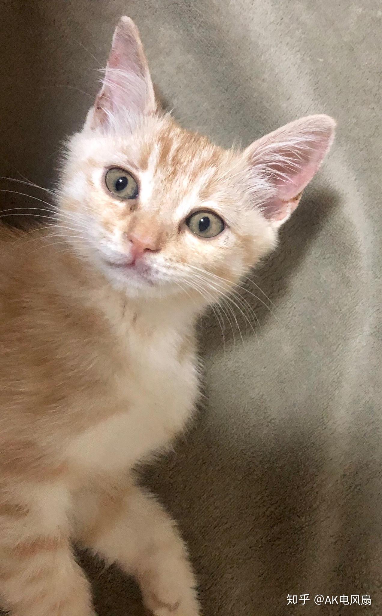 有养猫或者懂猫的大神看看,会有这种橘色美短么?是纯的么? - 知乎