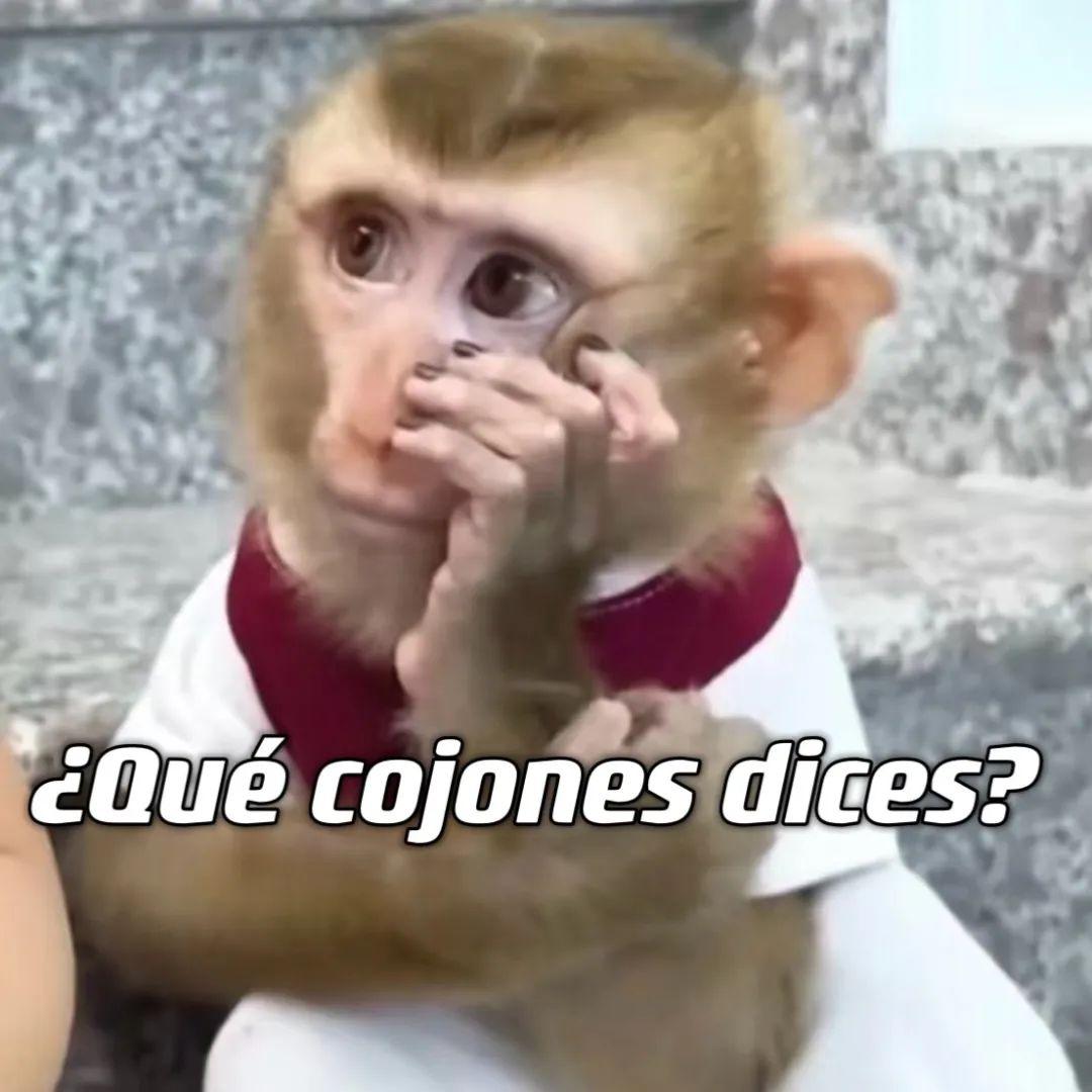 吗喽西语表情包来啦!吗喽军集合!(附70 吗喽表情包合集)