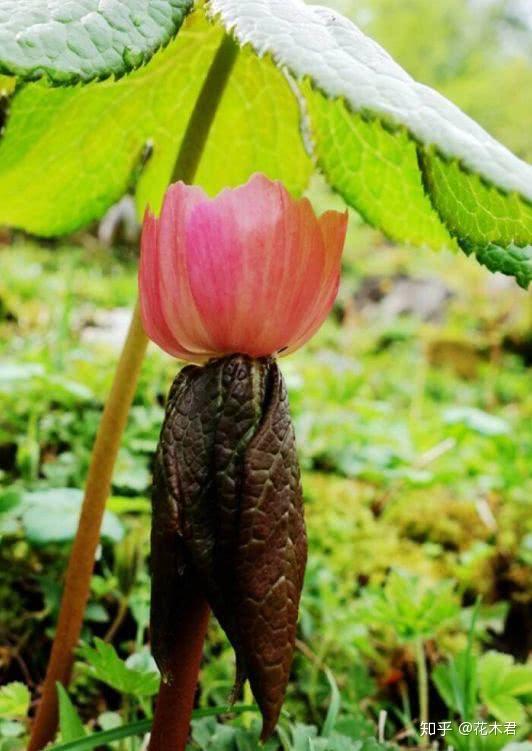 桃儿七的名字,最早源自《本草纲目》中的"三七"",由于三七有特效,是