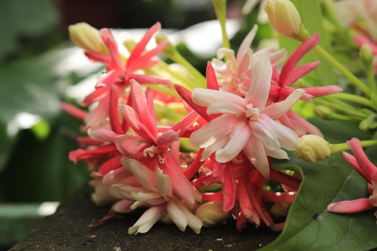 2. 当日棉花市价