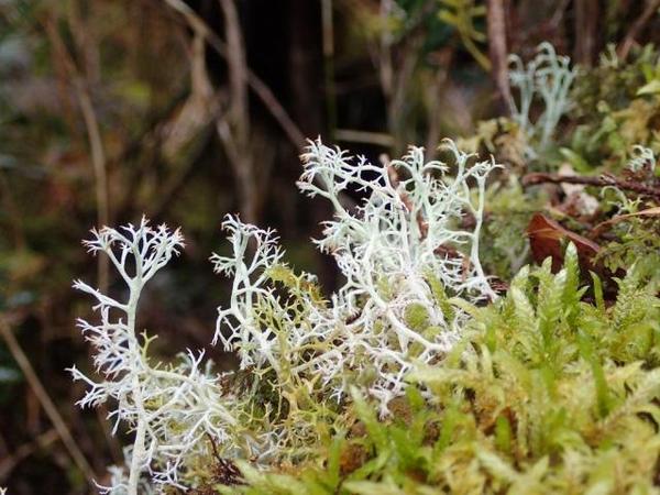 还记得实验室的石蕊试纸吗它的原材料地衣也是道美味