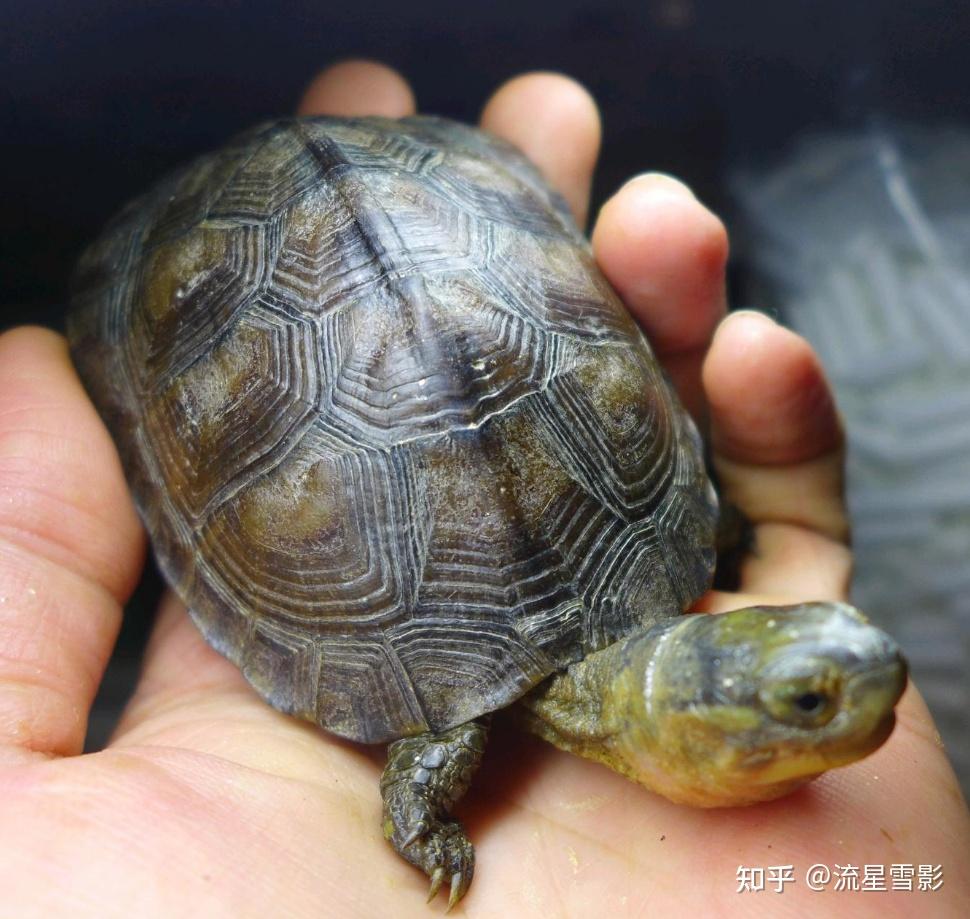 珍珠龟为什么是国龟的颜值担当?