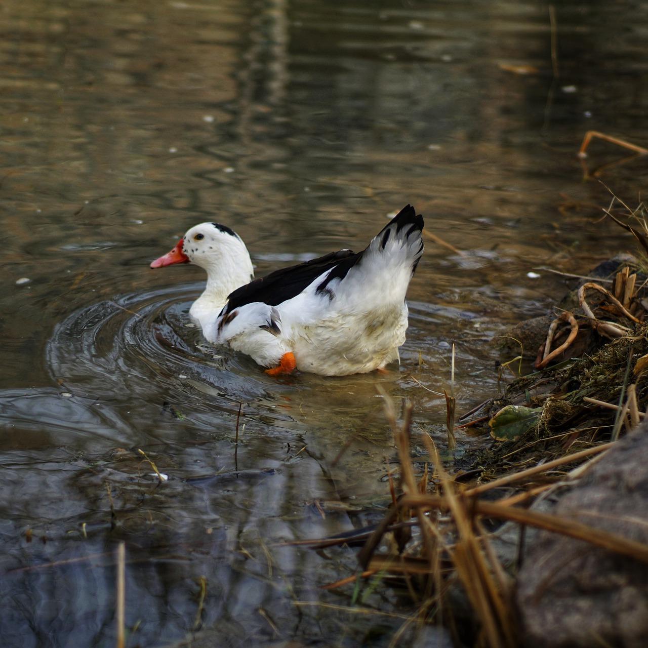 水面适合种植什么