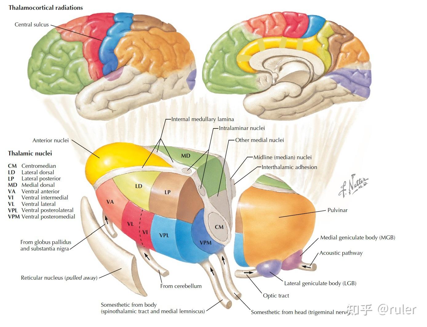 丘脑各核团在神经元层面的结构组成有哪些呢? - 知乎