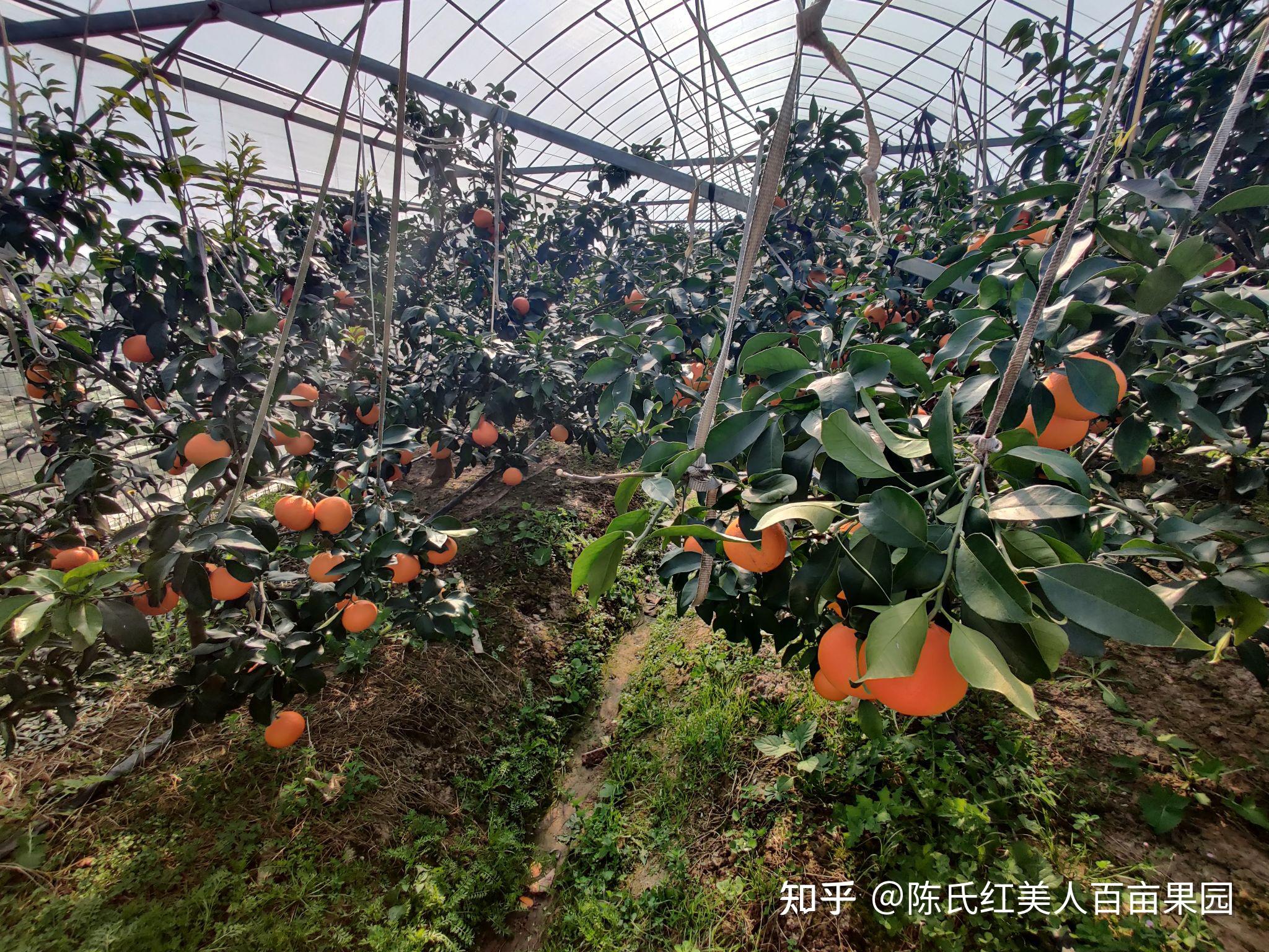 红美人柑橘树种植技术图片