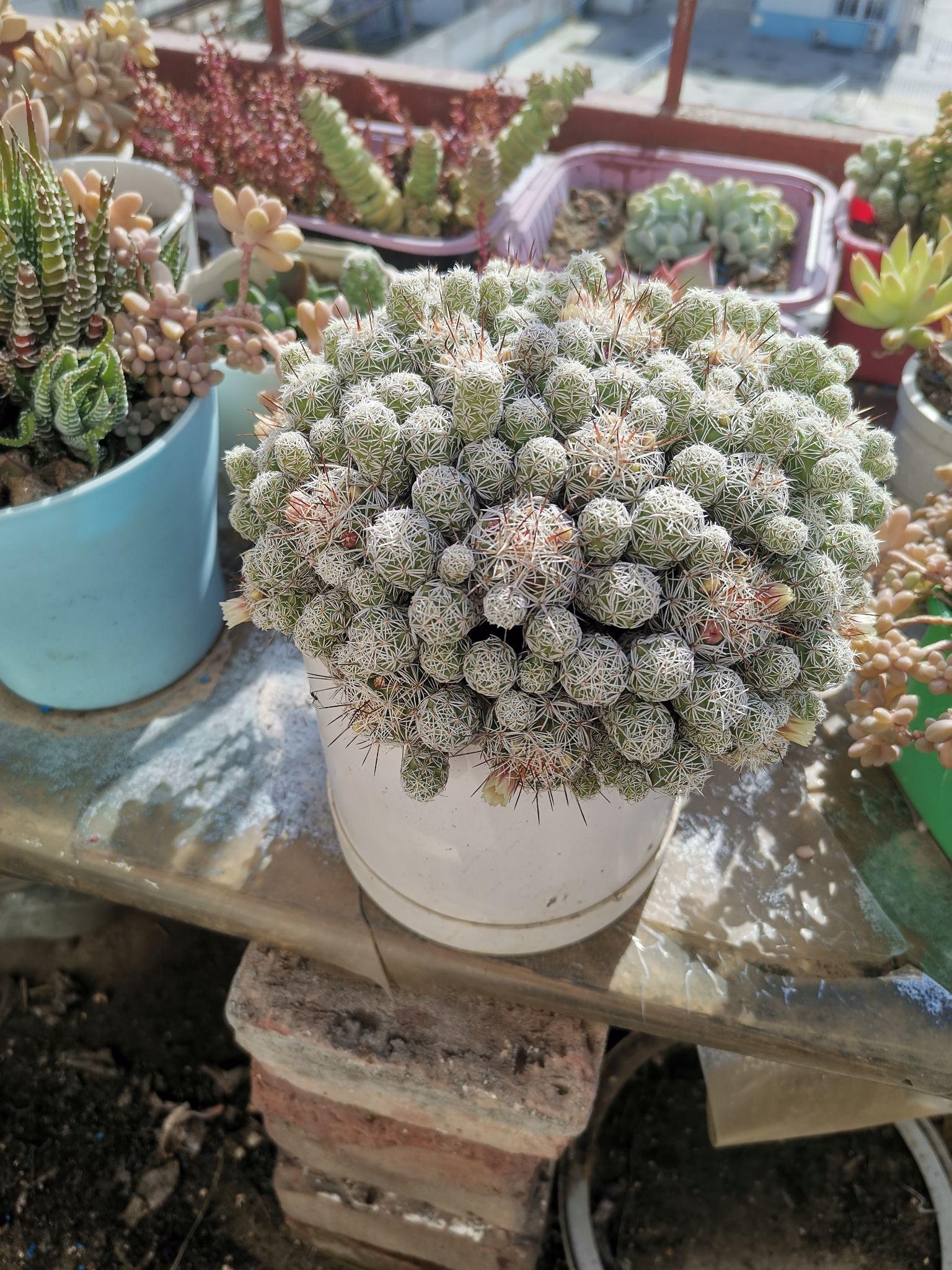 白鸟银手指要开花了怎么养护