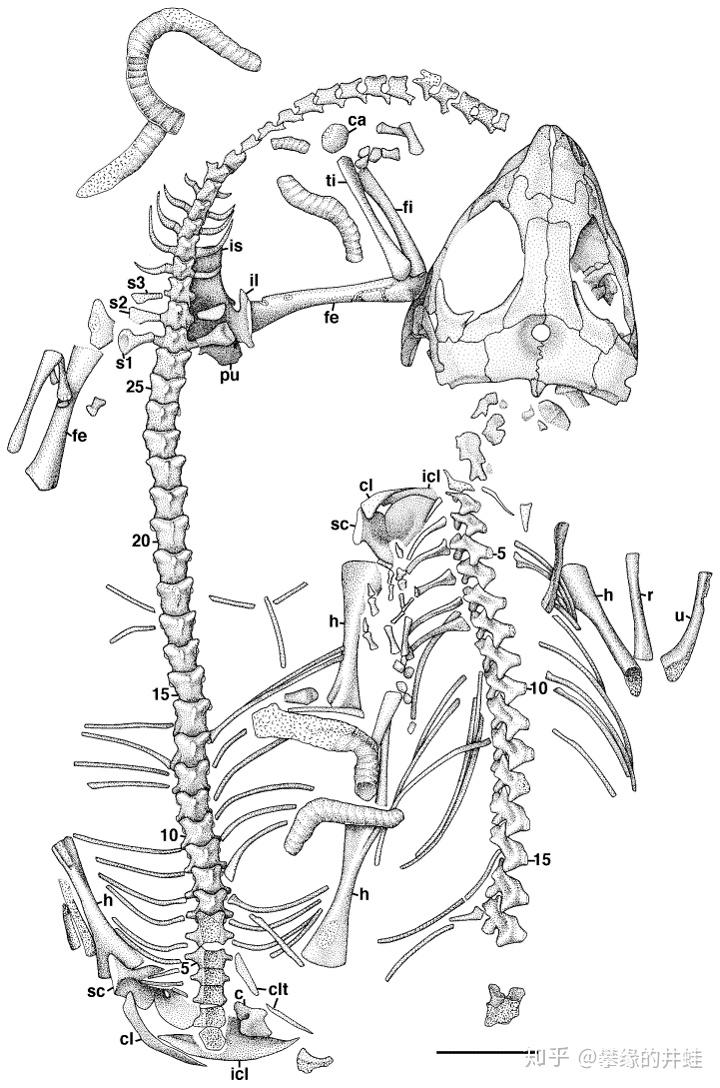 【地球演义】偏师劲旅（上） - 知乎