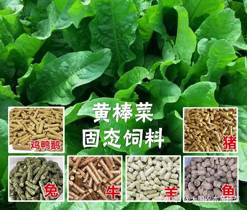 兔每户种植1亩黄棒菜产鲜草15000公斤混合少量精饲料可喂饲兔子400只