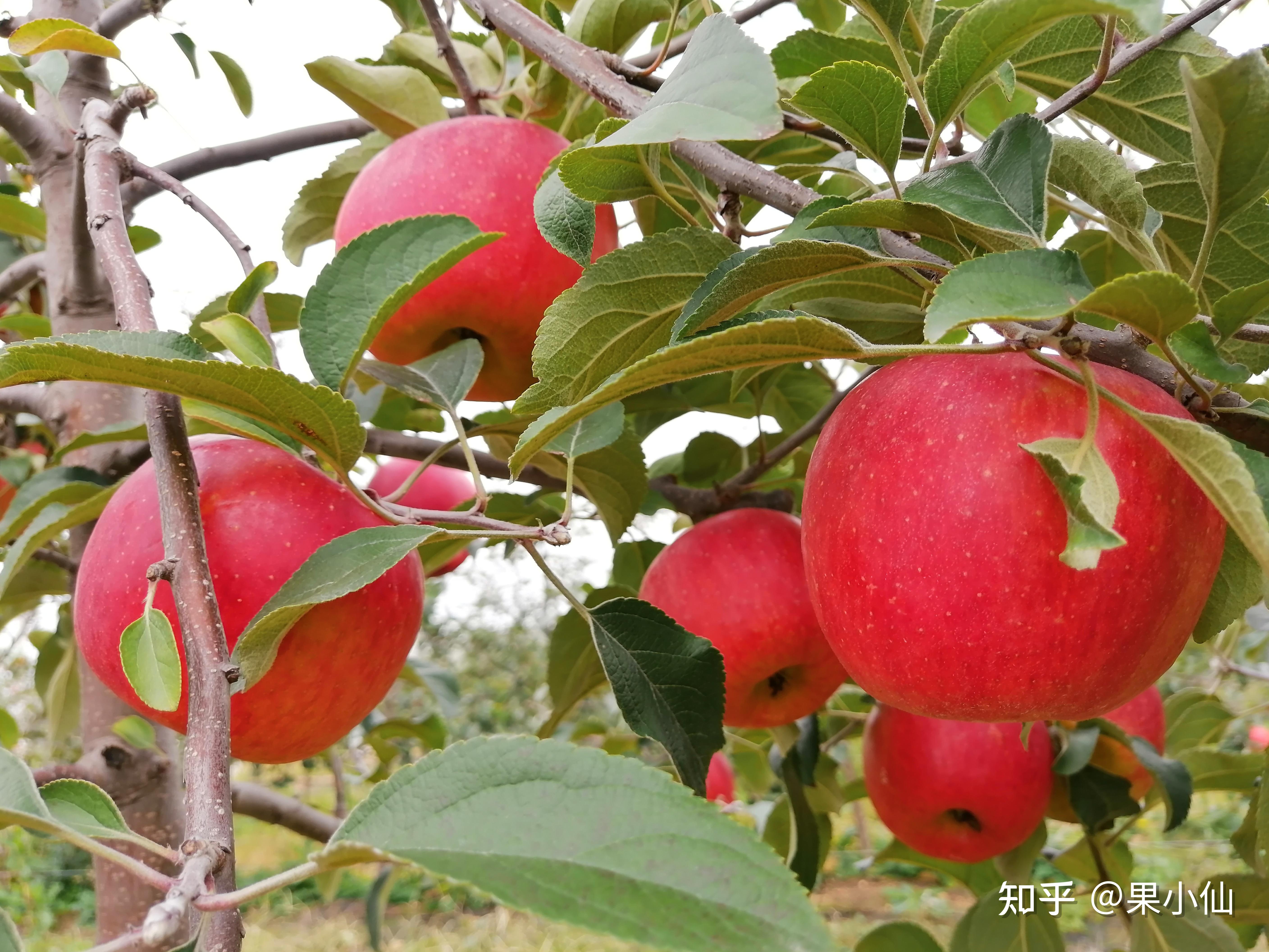 "农业农村部果品及苗木质量监督检验测试中心(烟台)"对馨元萃苹果进行