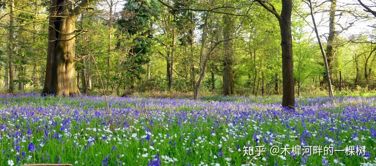 英国花园中的生态草本植物群落野花草甸