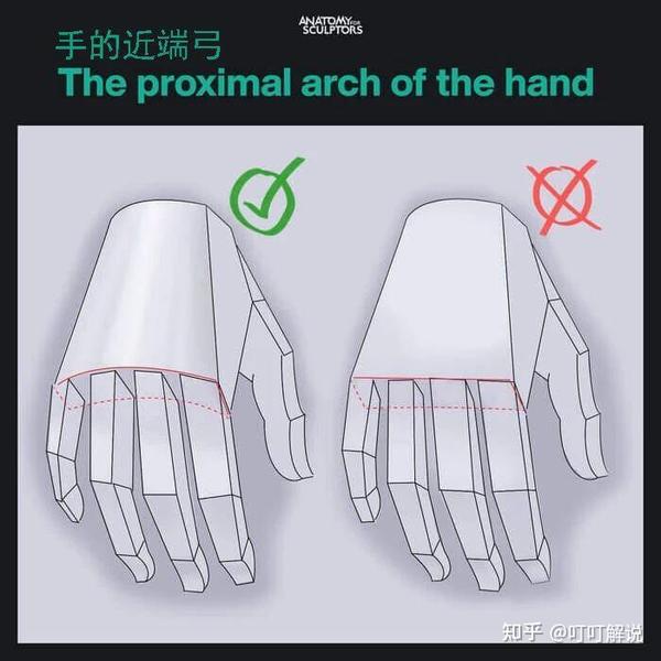 艺术家的手部解剖学:基本形状 - 知乎