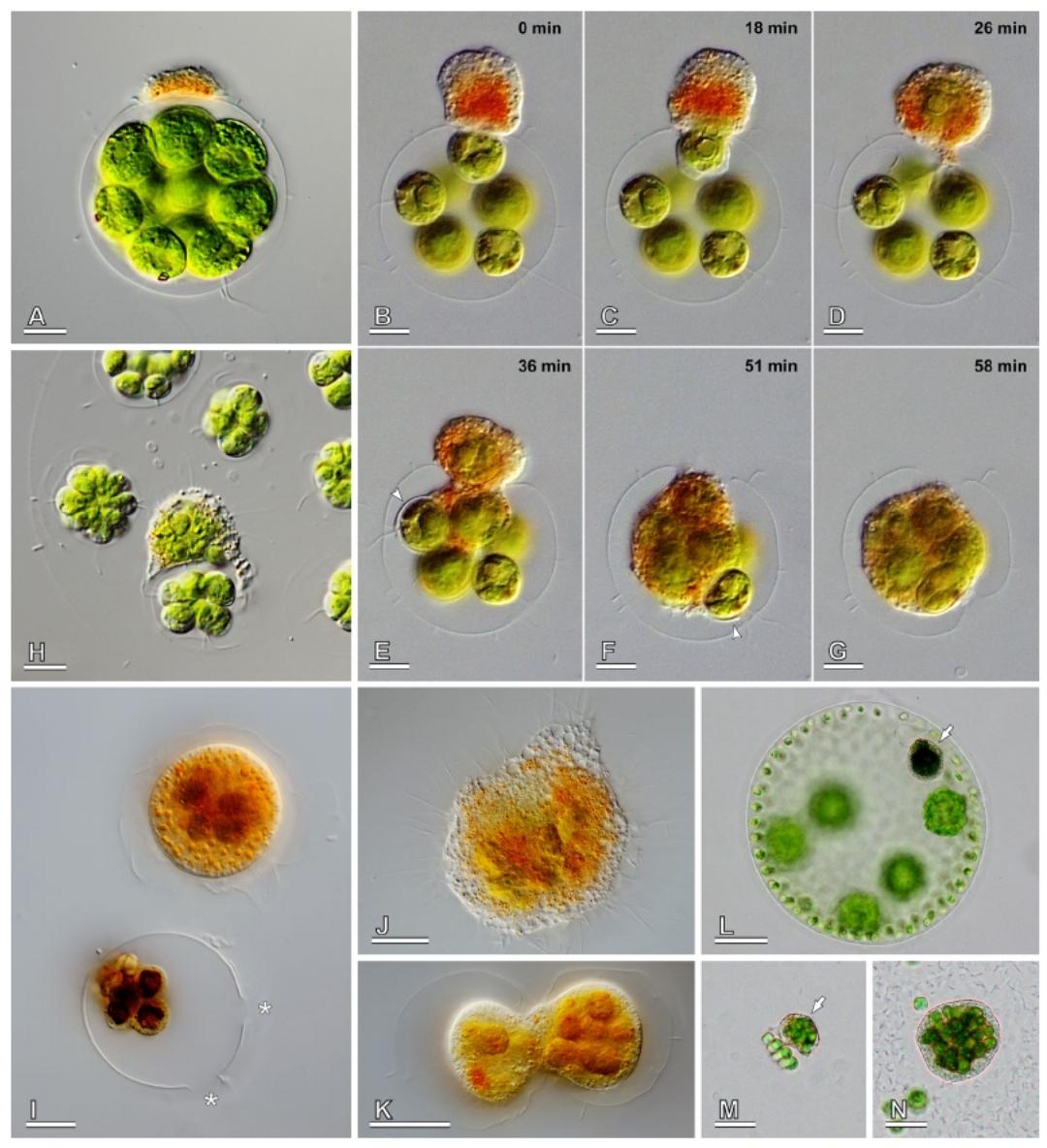 内黏菌门Endomyxa:一个爱好素食的变形吸血鬼家族的故事 - 知乎