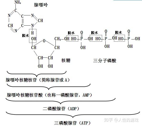 新型冠状病毒94:亲代,半保留复制,atp(腺嘌呤核苷三磷酸) - 知乎