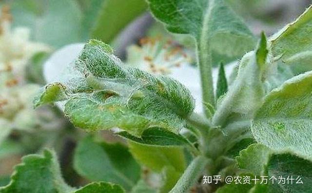 果樹萌芽前進行防治:噴施毒死蜱,高效氯氟氰菊酯等藥劑,殺滅越冬幼蟲.