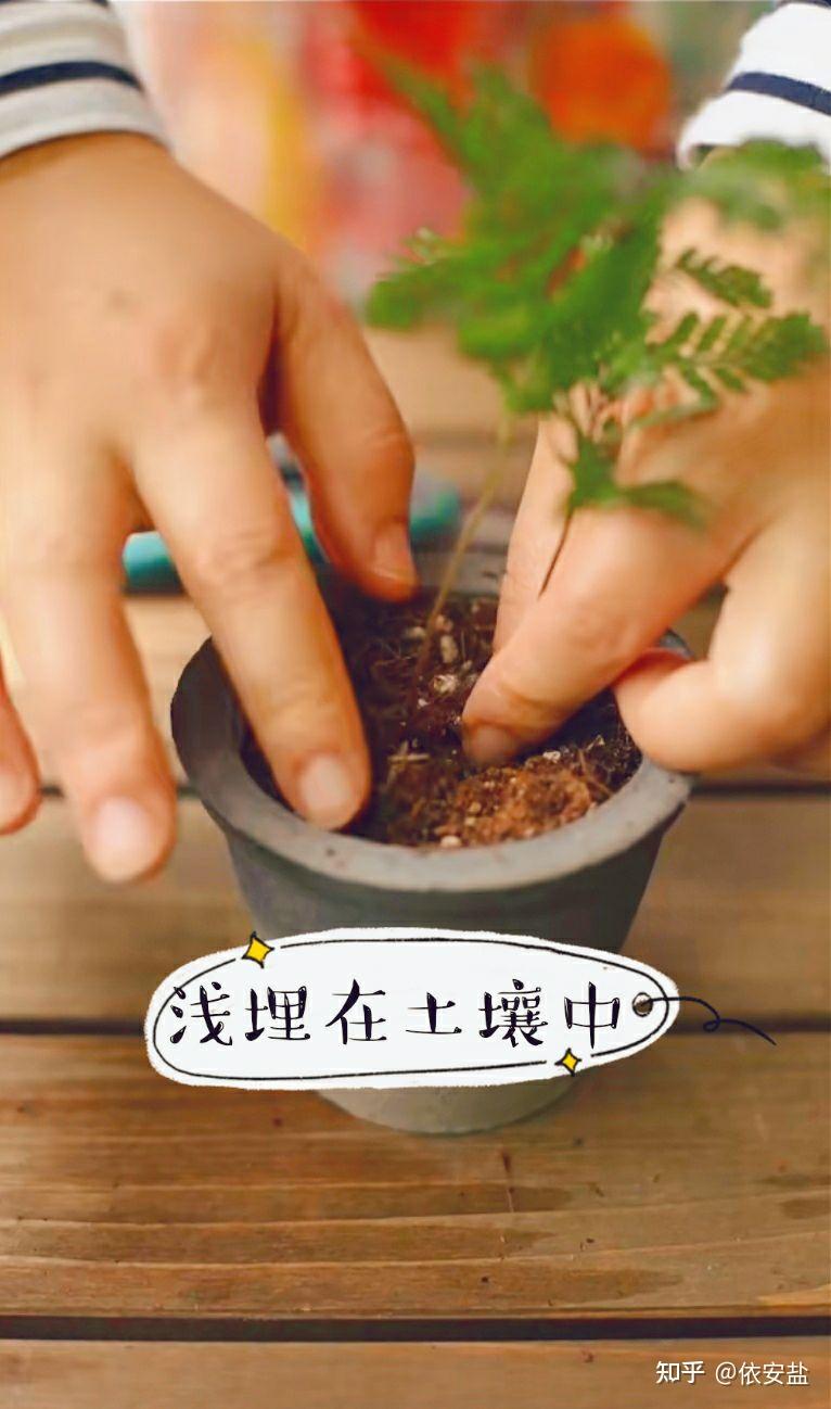 狼尾蕨怎么分株
