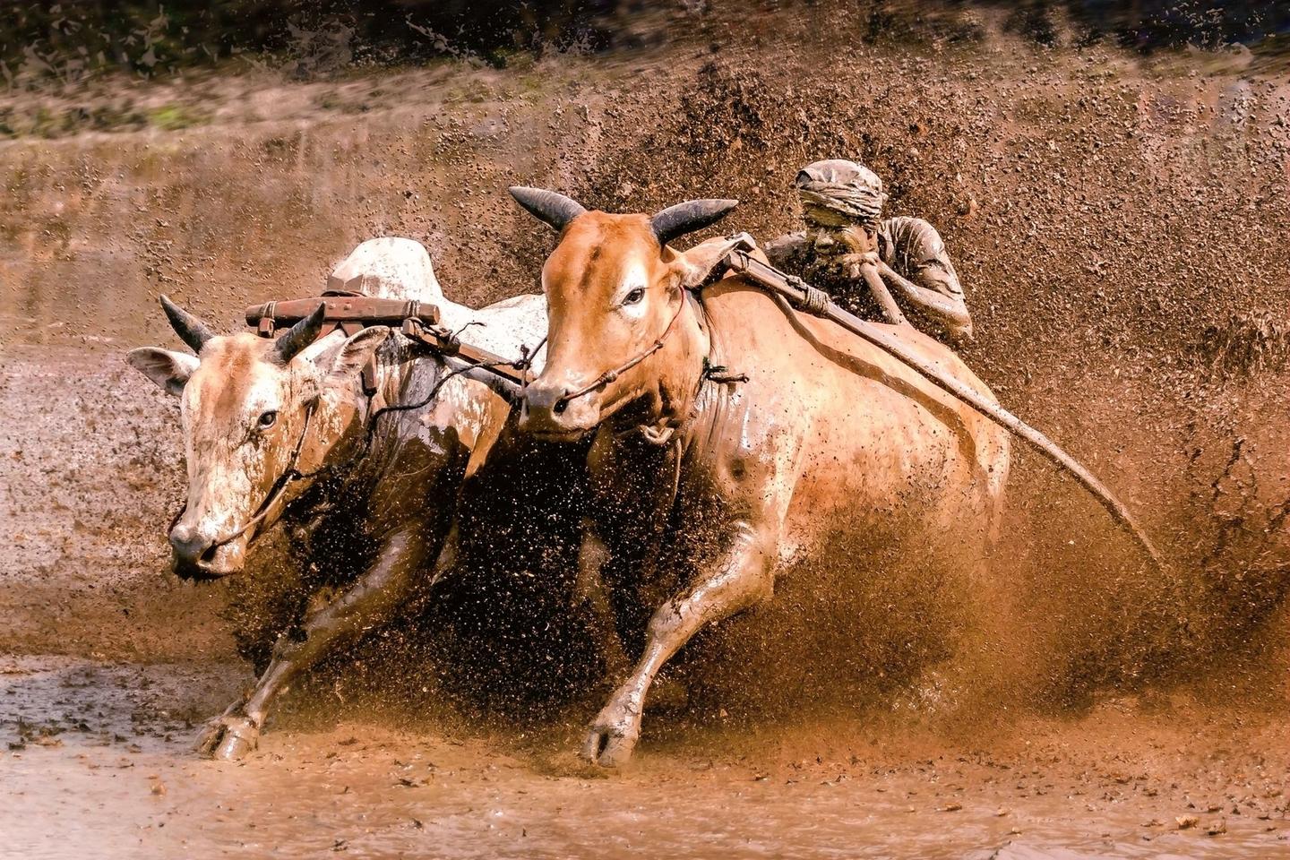 牛蹄踏血去无痕