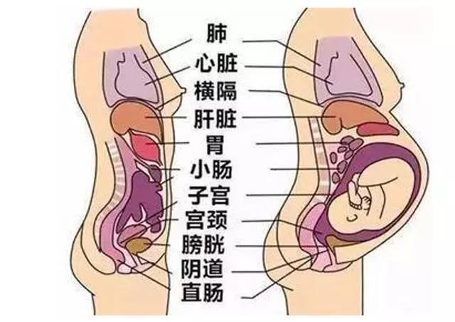 怀孕后器官位置变化图图片