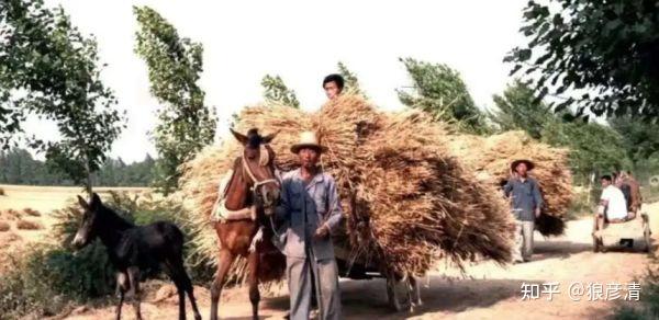 30年来我们都是怎么割麦的？ - 知乎