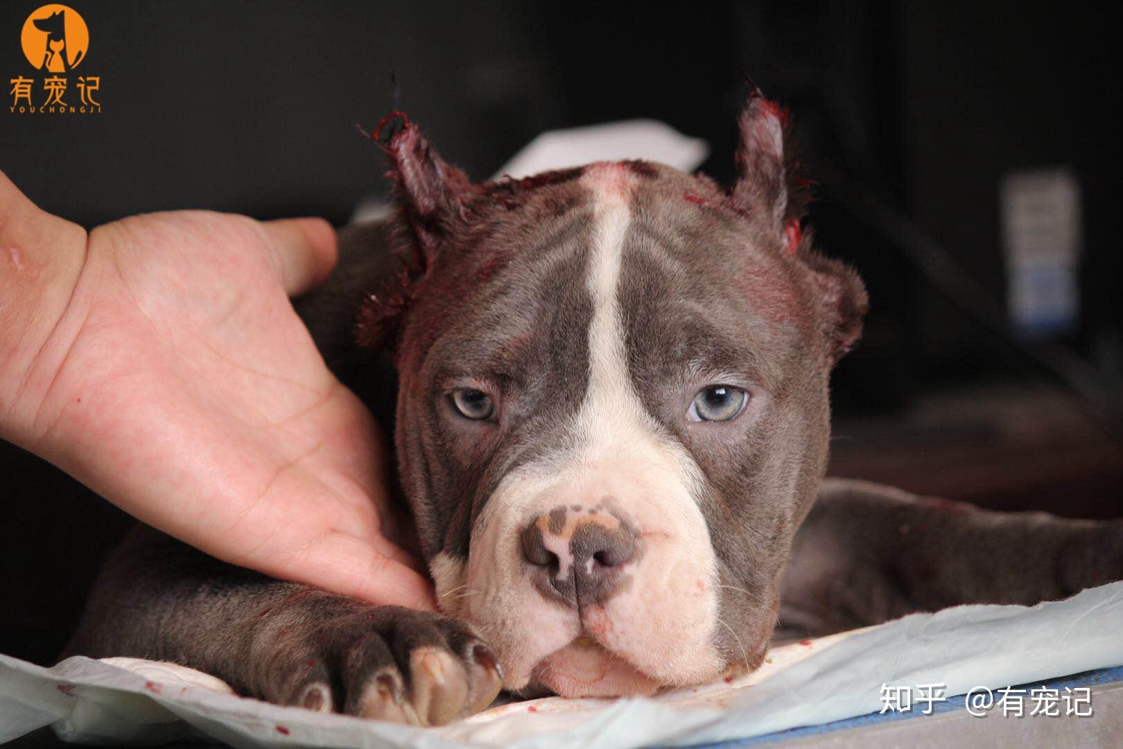 有宠记的美国恶霸犬裁耳手术