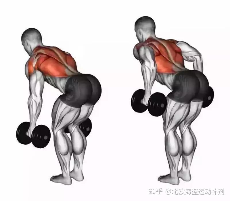 史上最全练背指南!每一块背部肌肉都安排的明明白白 - 知乎