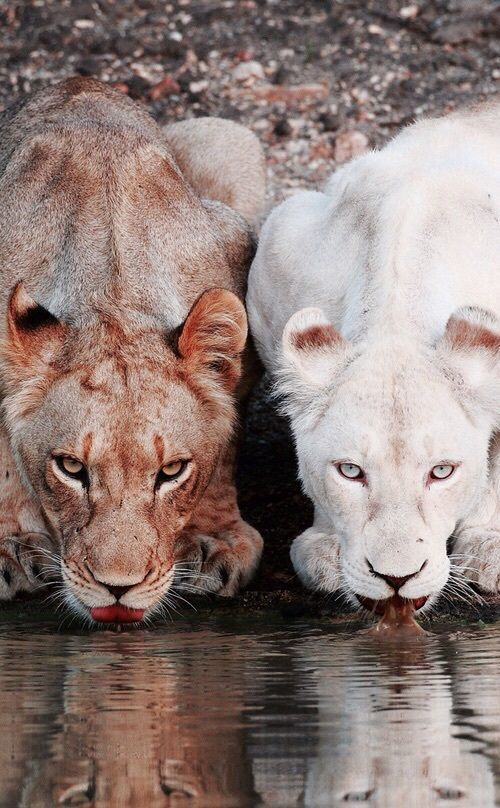 有没有适合做壁纸的霸气动物图