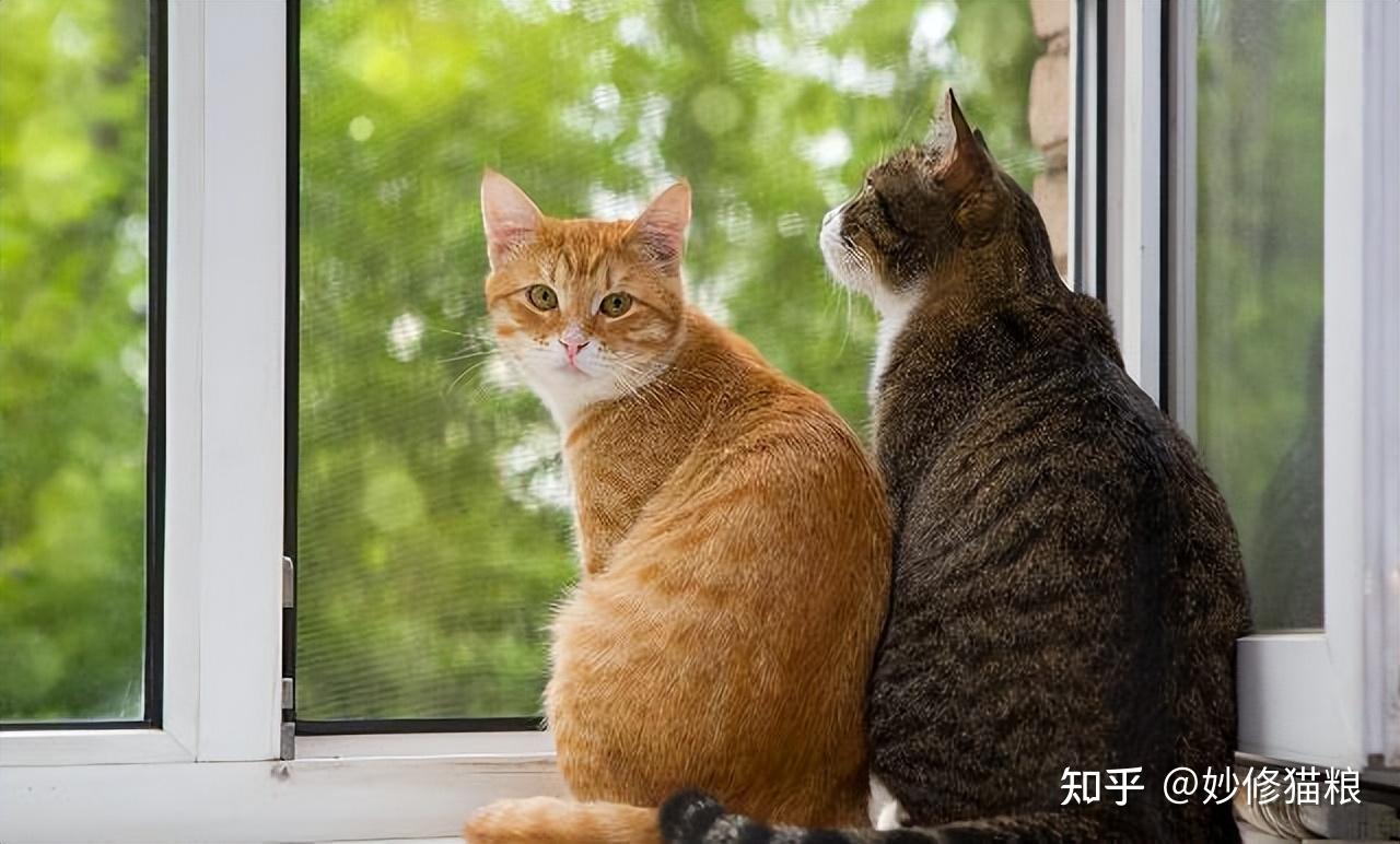 春天到了,猫咪发情期怎么办? - 知乎
