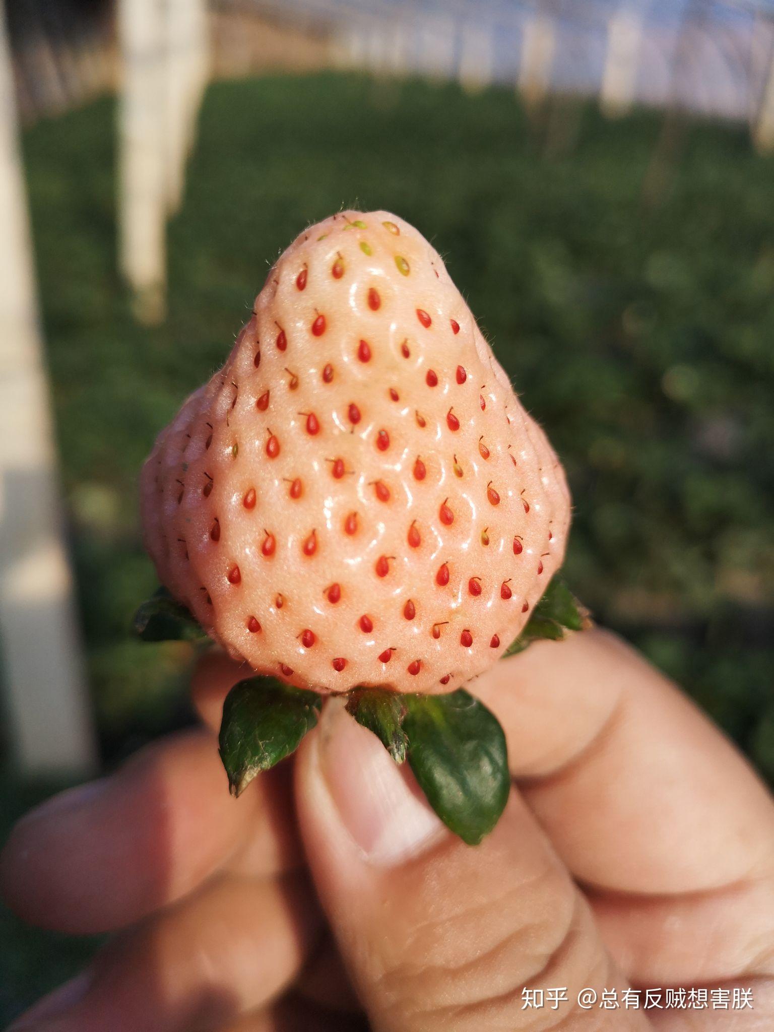 12月中下旬价格为春节前最低 盒马发布“草莓自由”趋势图 - 新智派