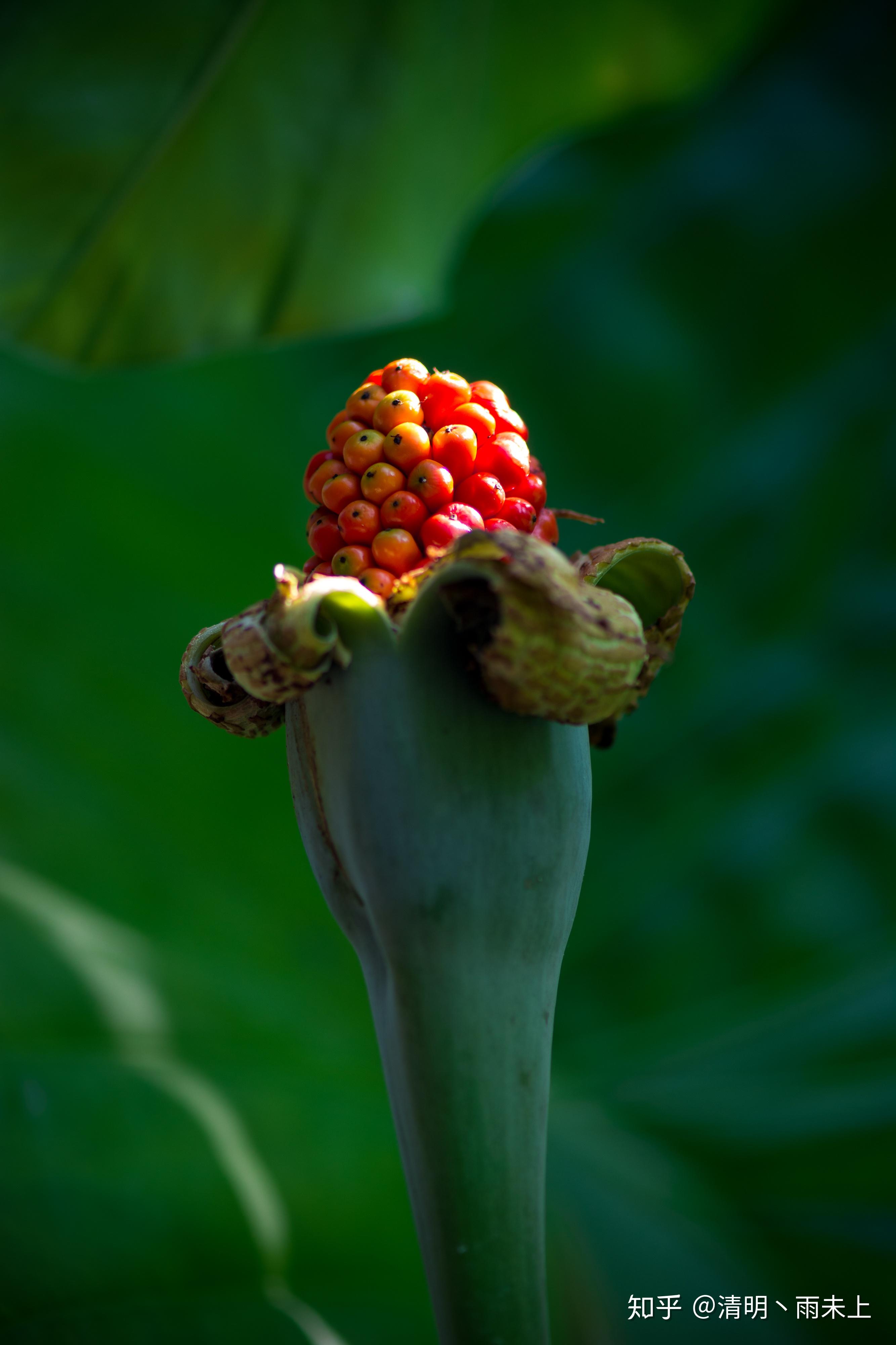 植物园之行第十一季海芋