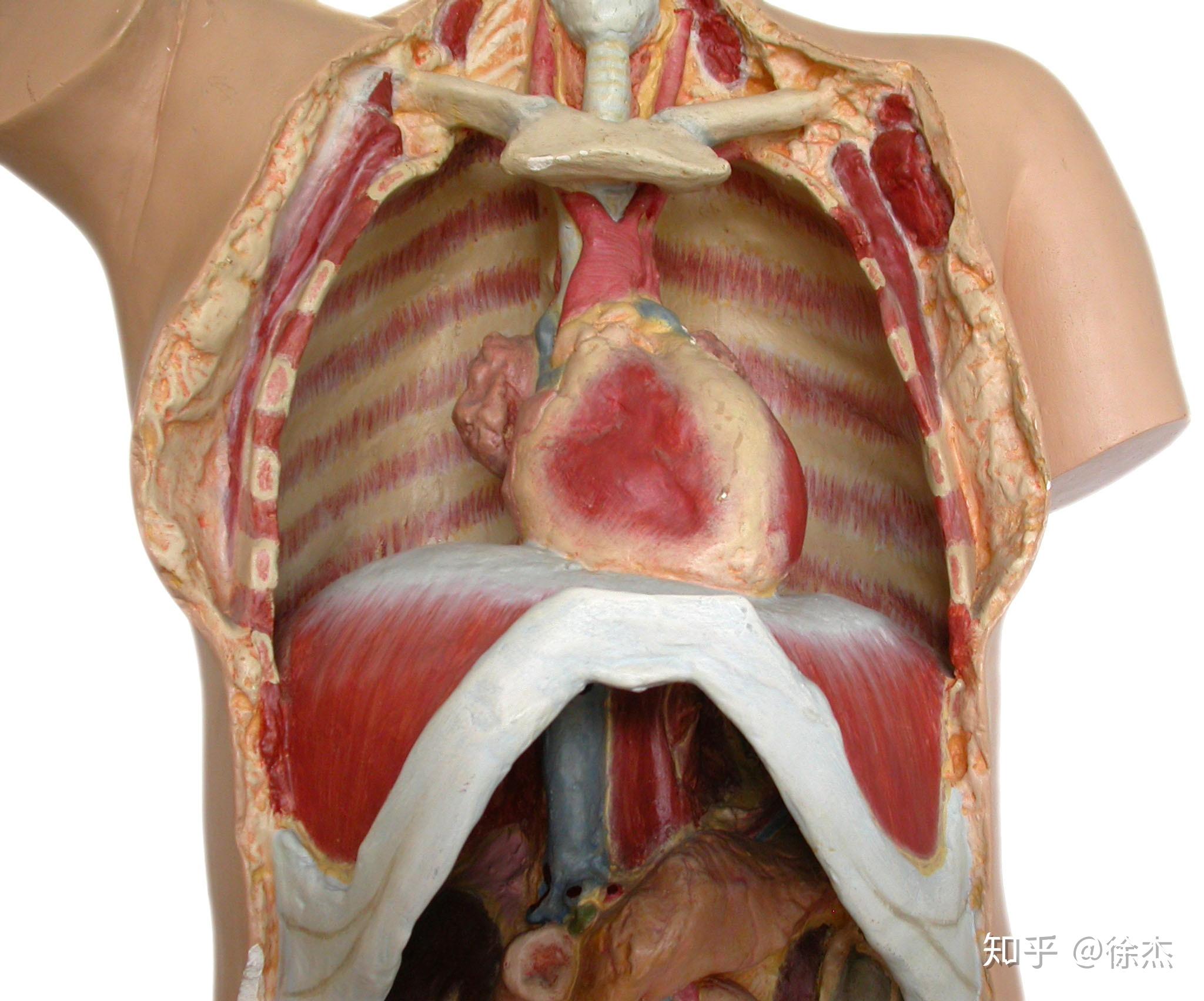 当横膈膜呼吸中膈肌收缩下降到腹腔,腹内压增加会造成腹部膨胀,但前侧