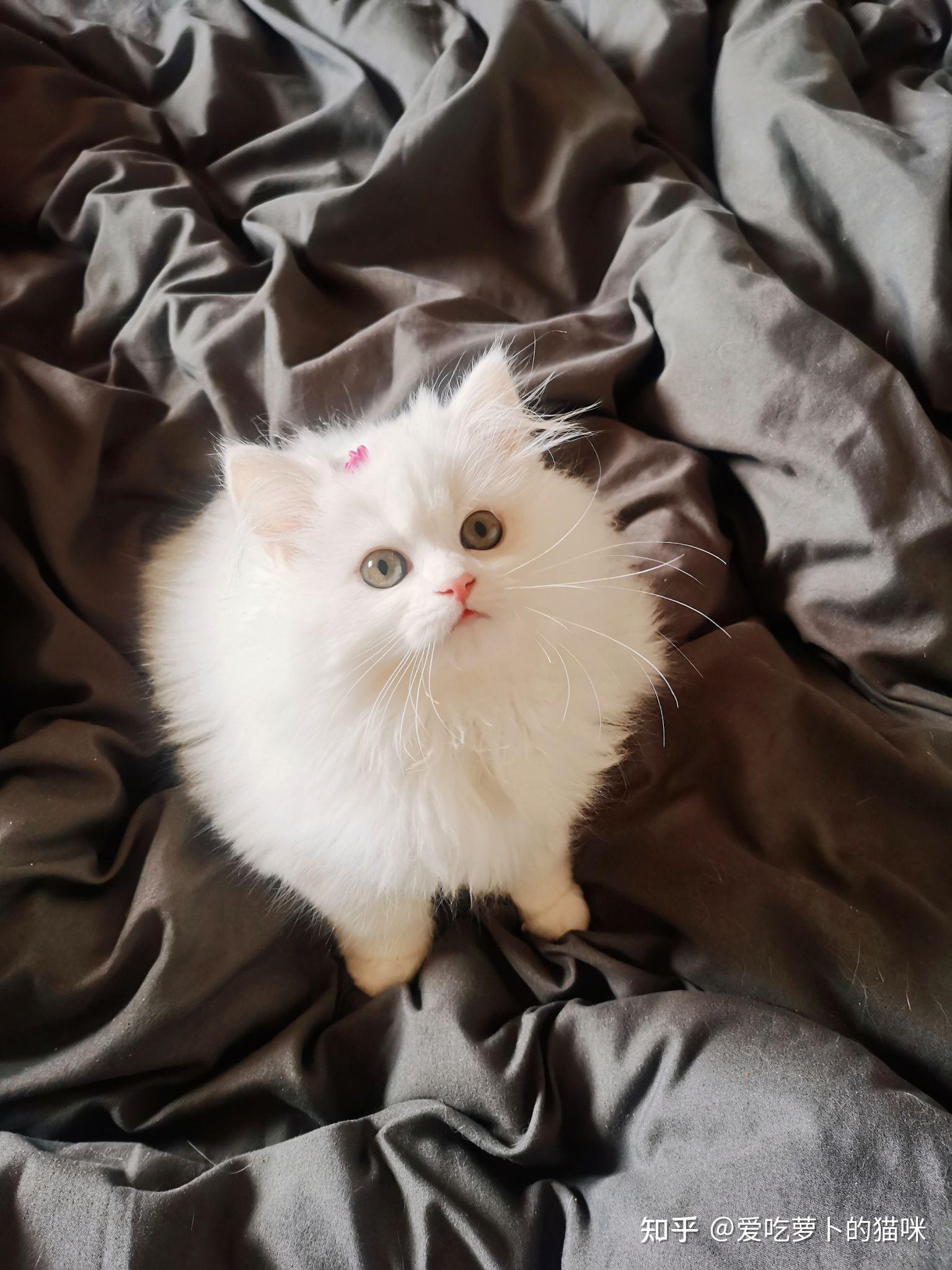 有没有大神解释一下,立耳纯白高地到底是一种什么猫? - 知乎