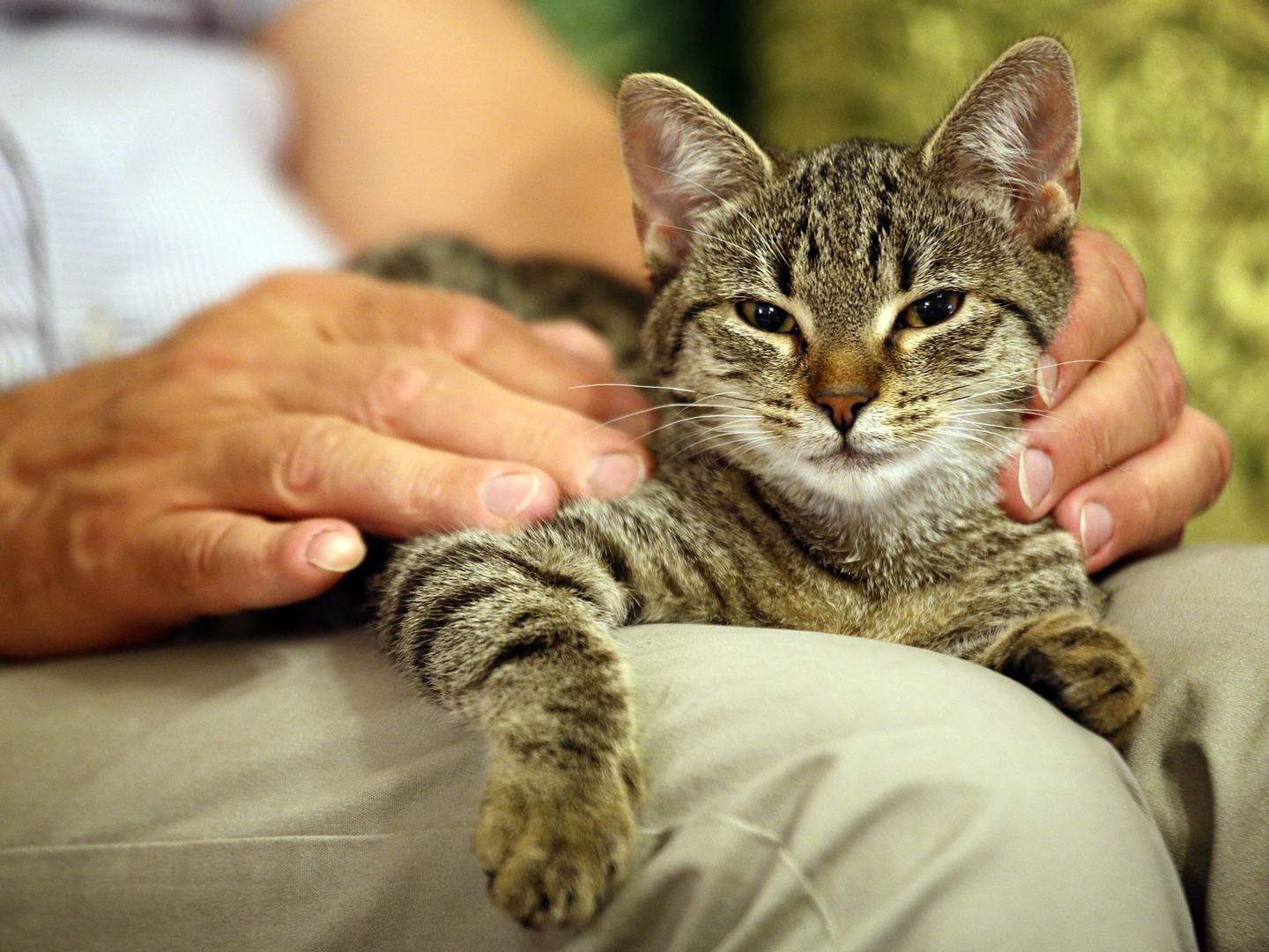 cats-rspca-south-australia