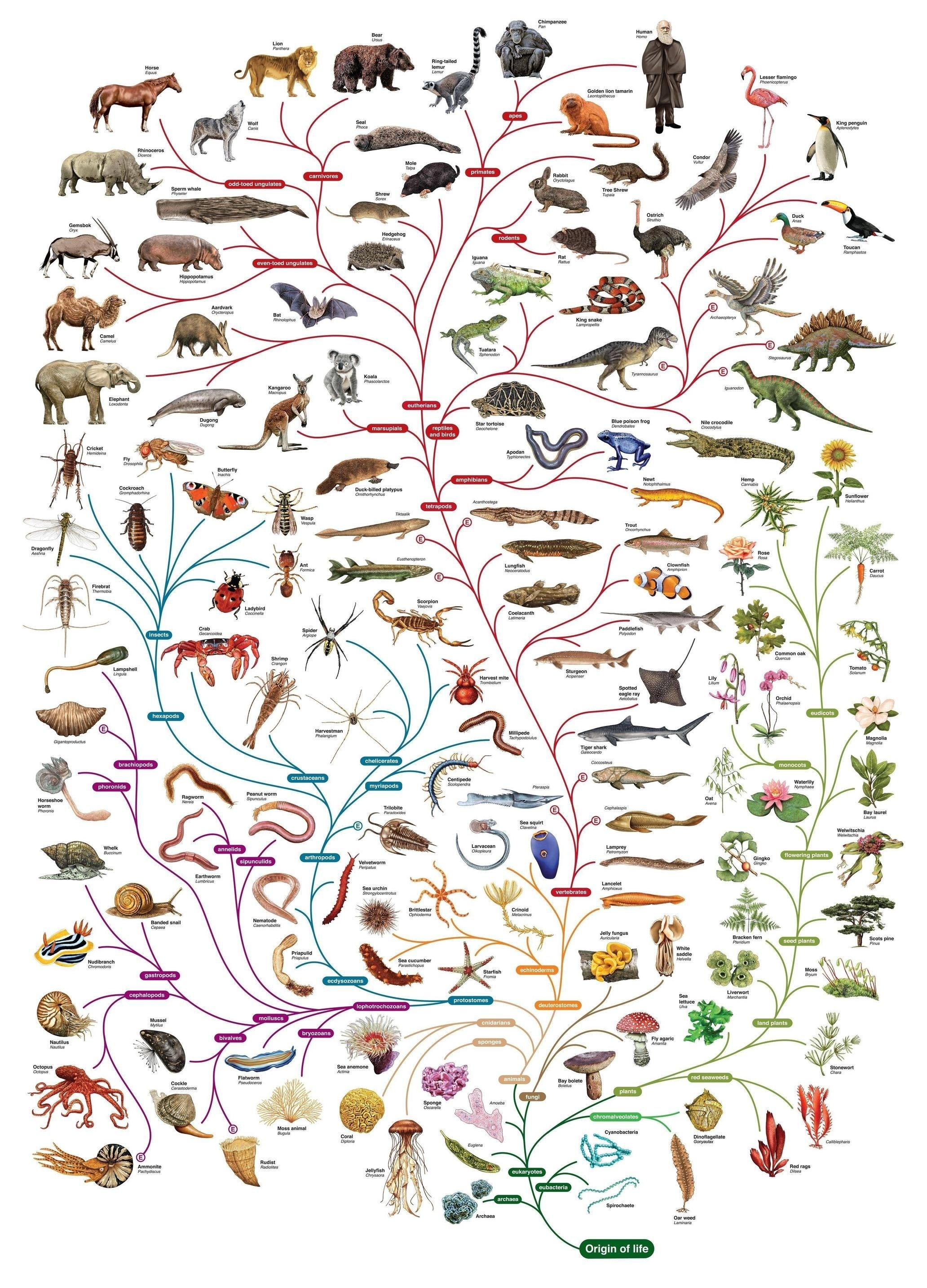 生物分类总表图片图片