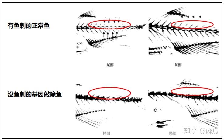 华中农业大学找到了控制鱼刺的基因,能大量减少鱼刺并保持肉质,这背后有哪些科学原理?你愿意尝试吗? - 知乎