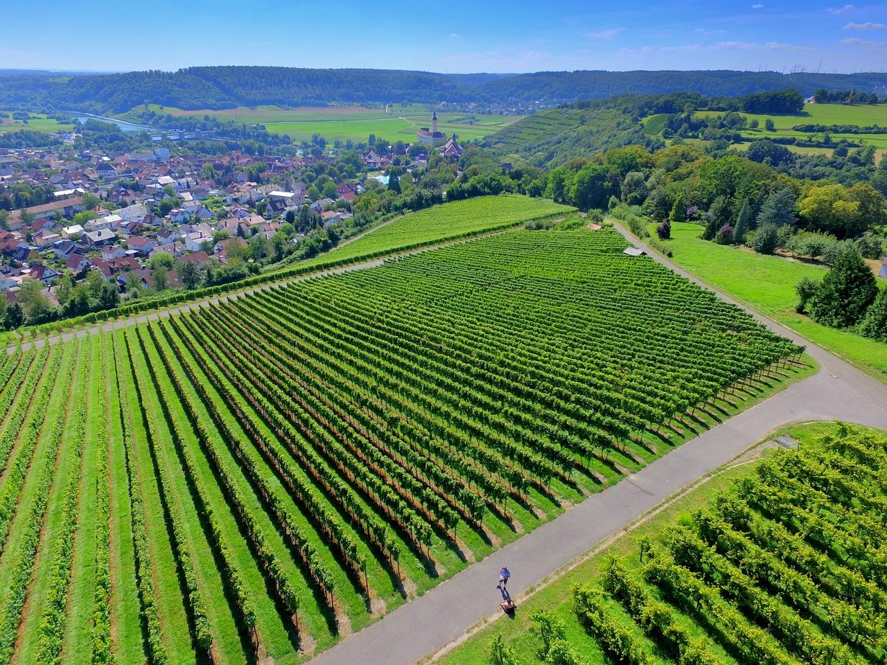 3. 蒙顶红茶口感